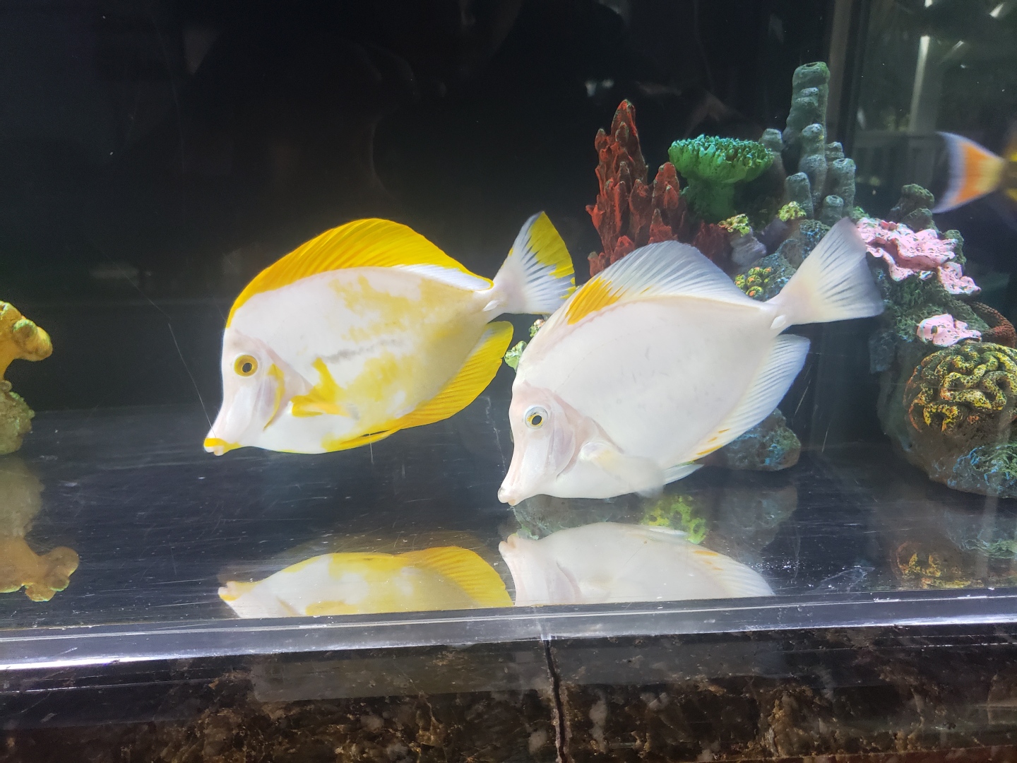 Rare Piebald Yellow Tangs Collected In Hawaii r/Aquariums