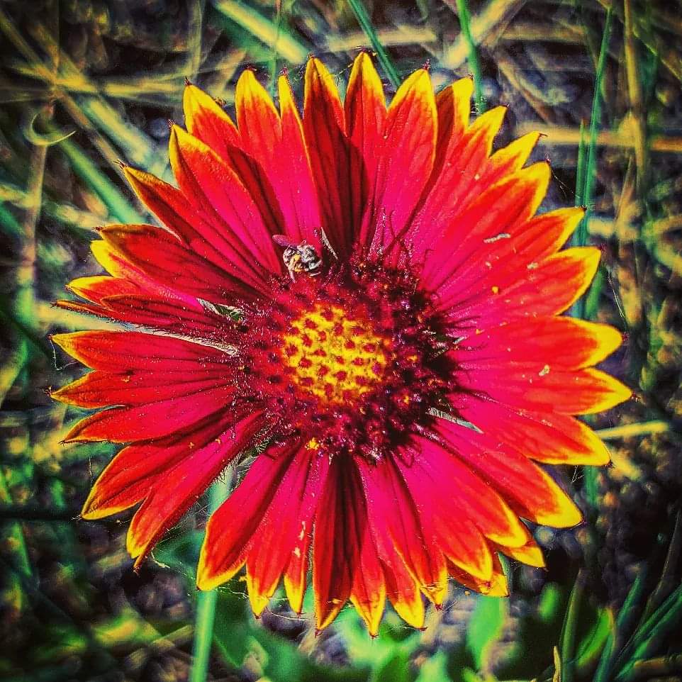 Busy little bee Dixon Reservoir r/FortCollins
