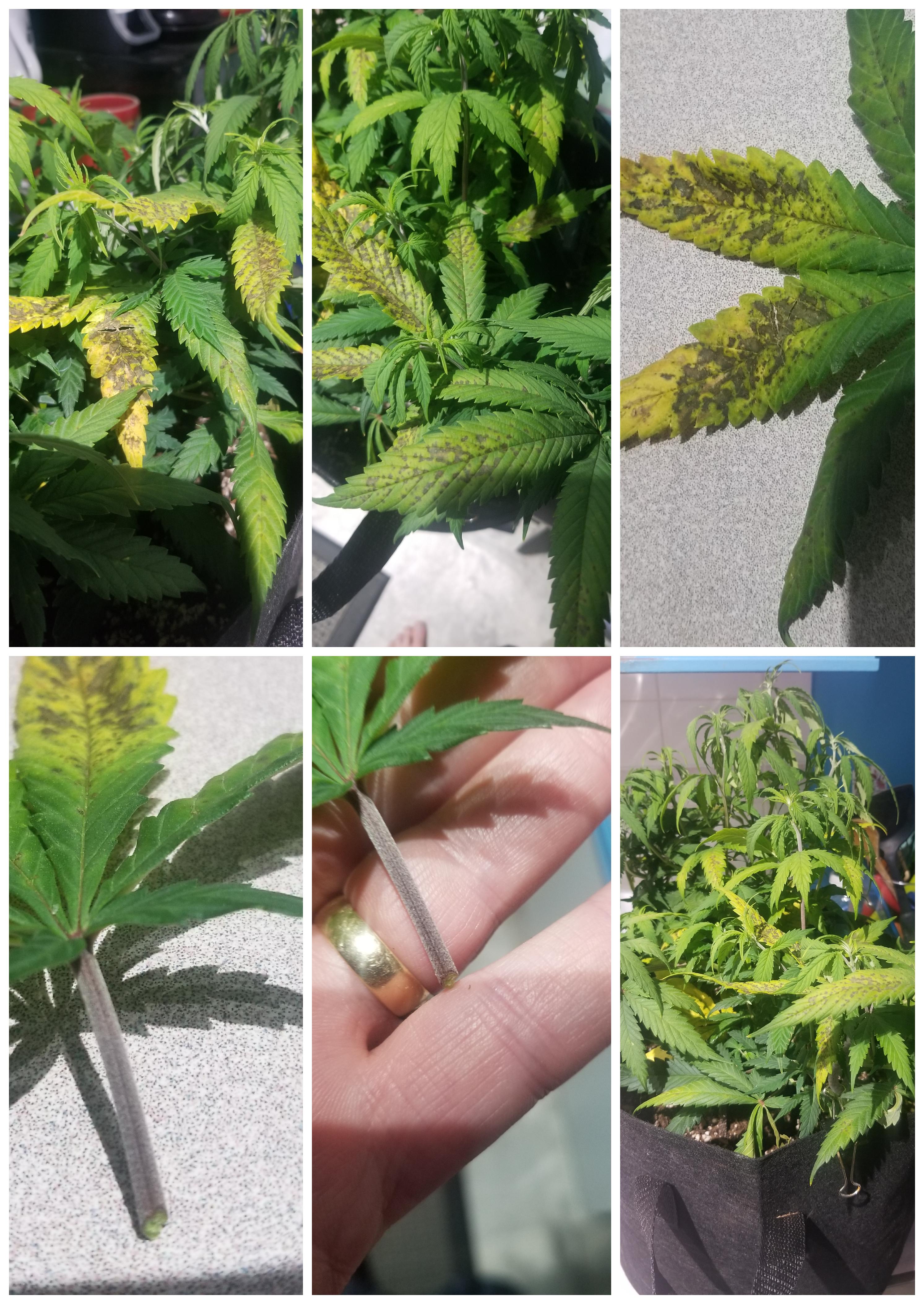 Brown spots on leaves, and it's spreading! I might lose this one. r