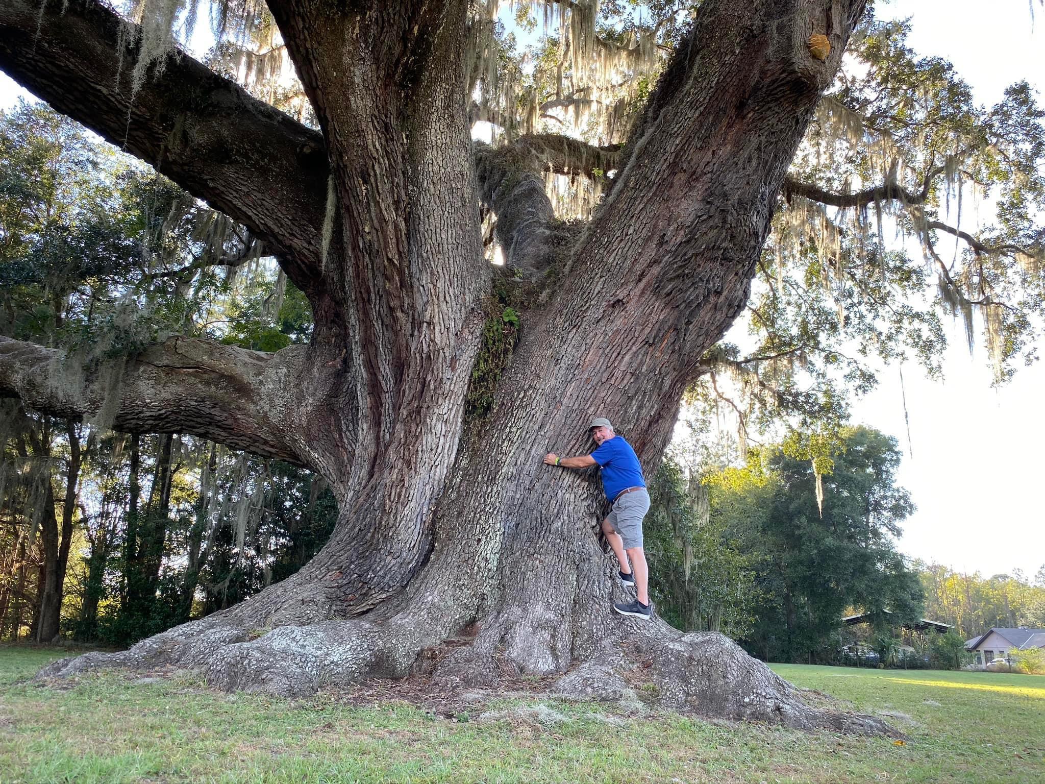 This giant oak tree in Gainesville Florida Images