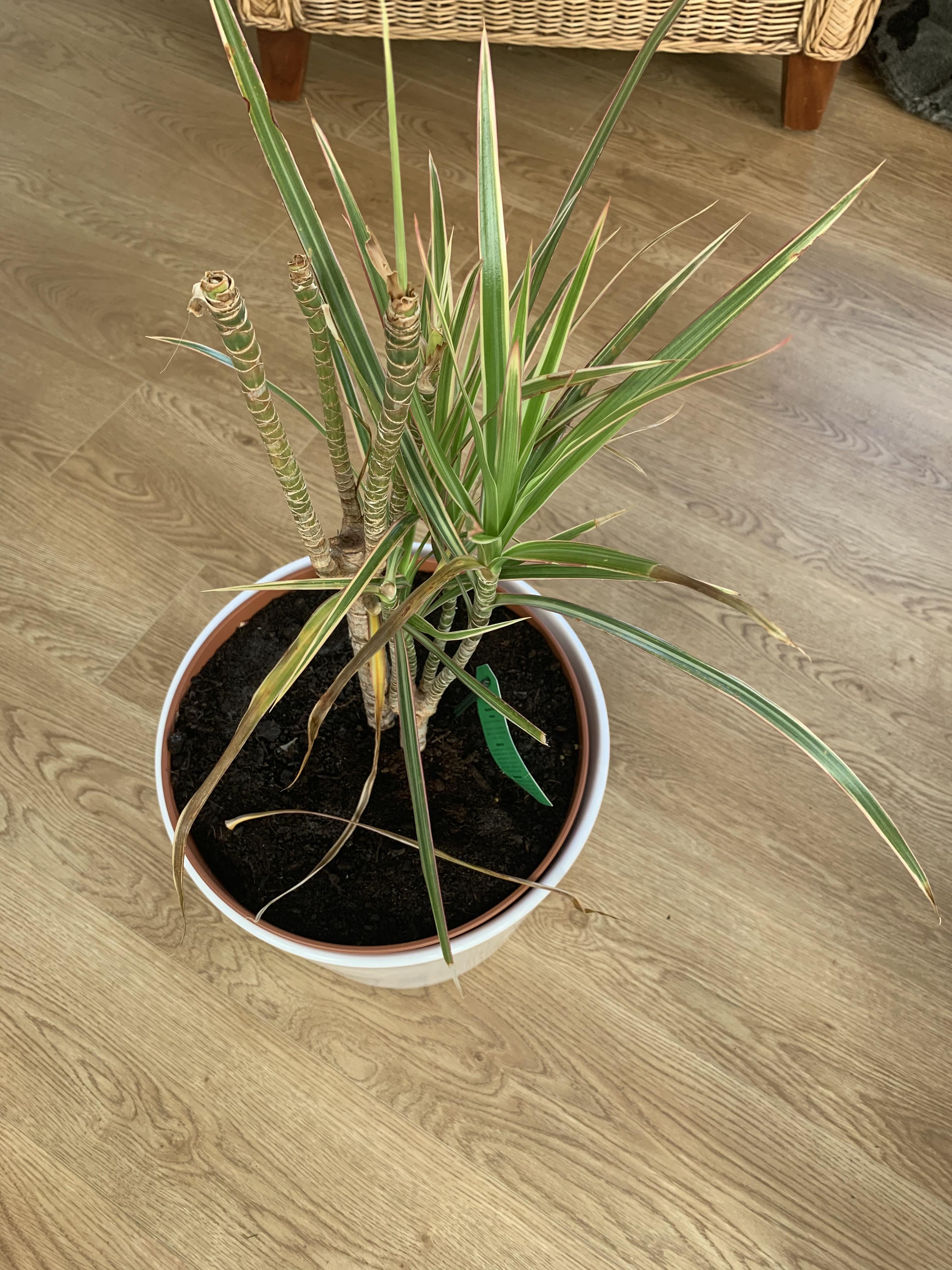 Help please! What is wrong with my Dragon Tree? 70 of leaves brown and
