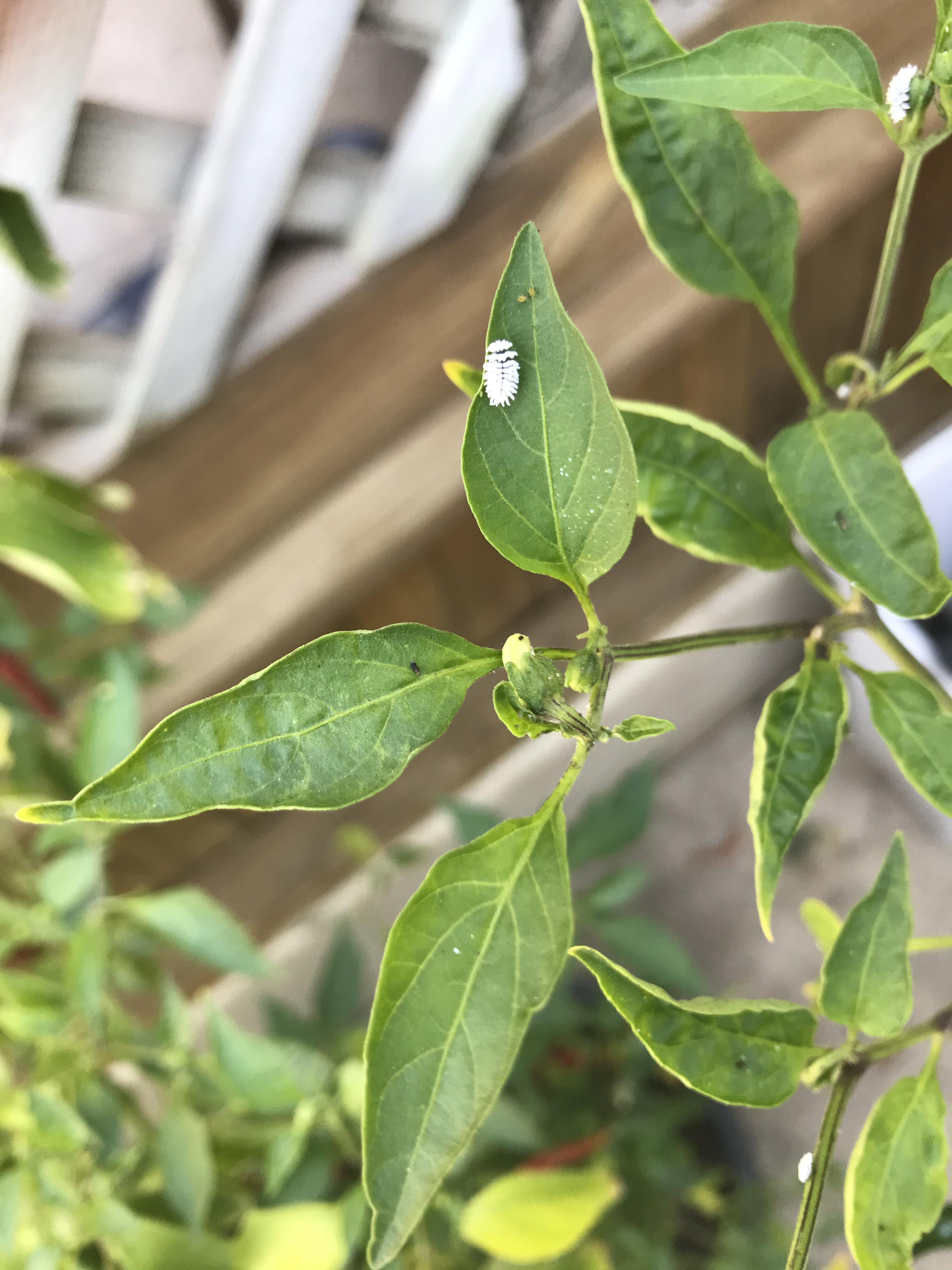 Found these white fuzzy caterpillars (?) on my pepper plant. What are