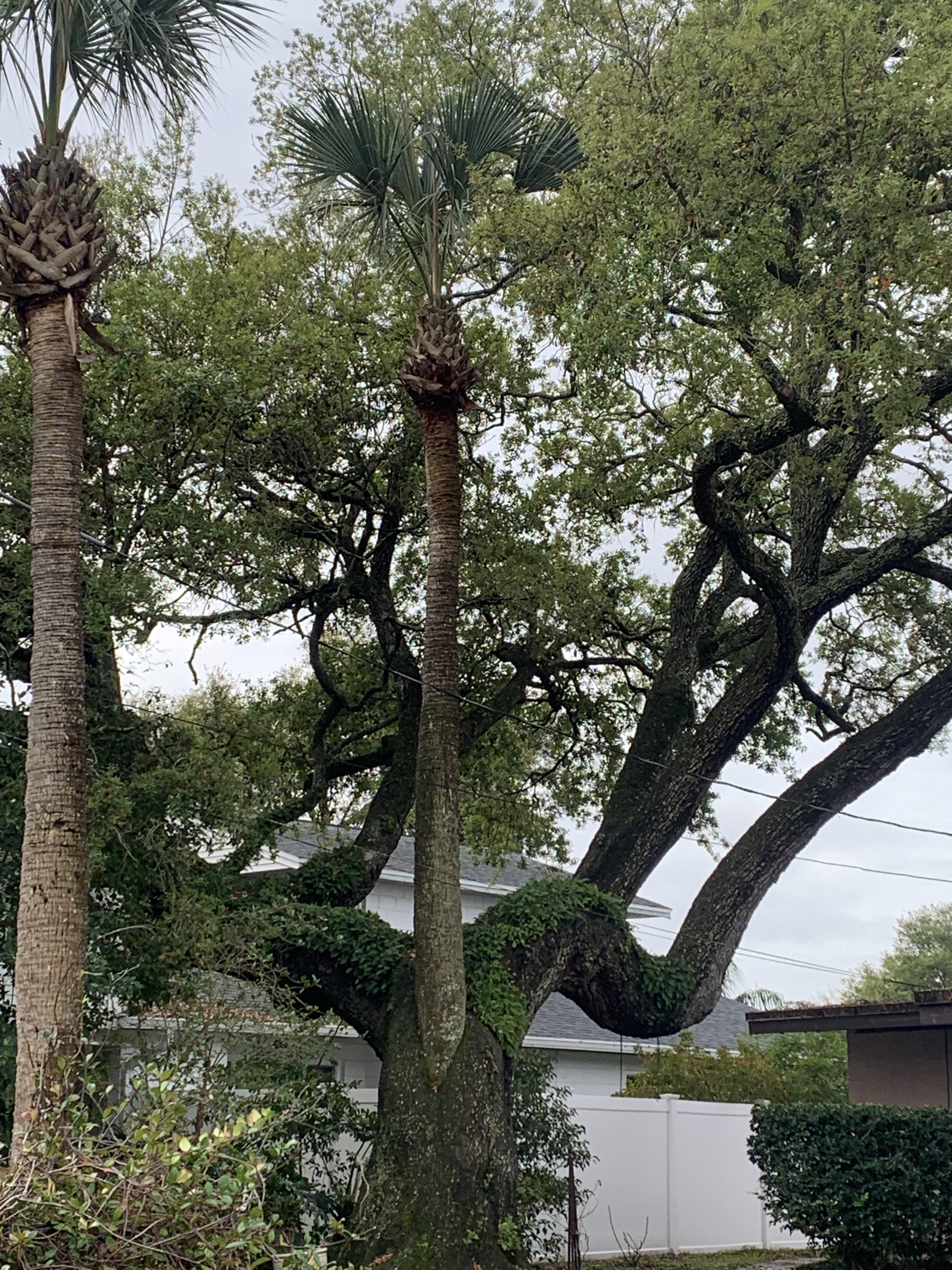 This palm tree growing out of the center of another tree