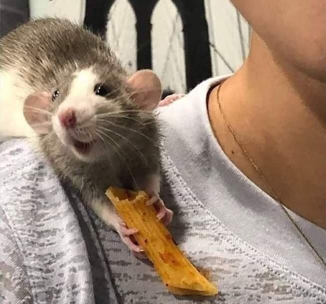 Look at this photo of a rat after getting pasta r/aww