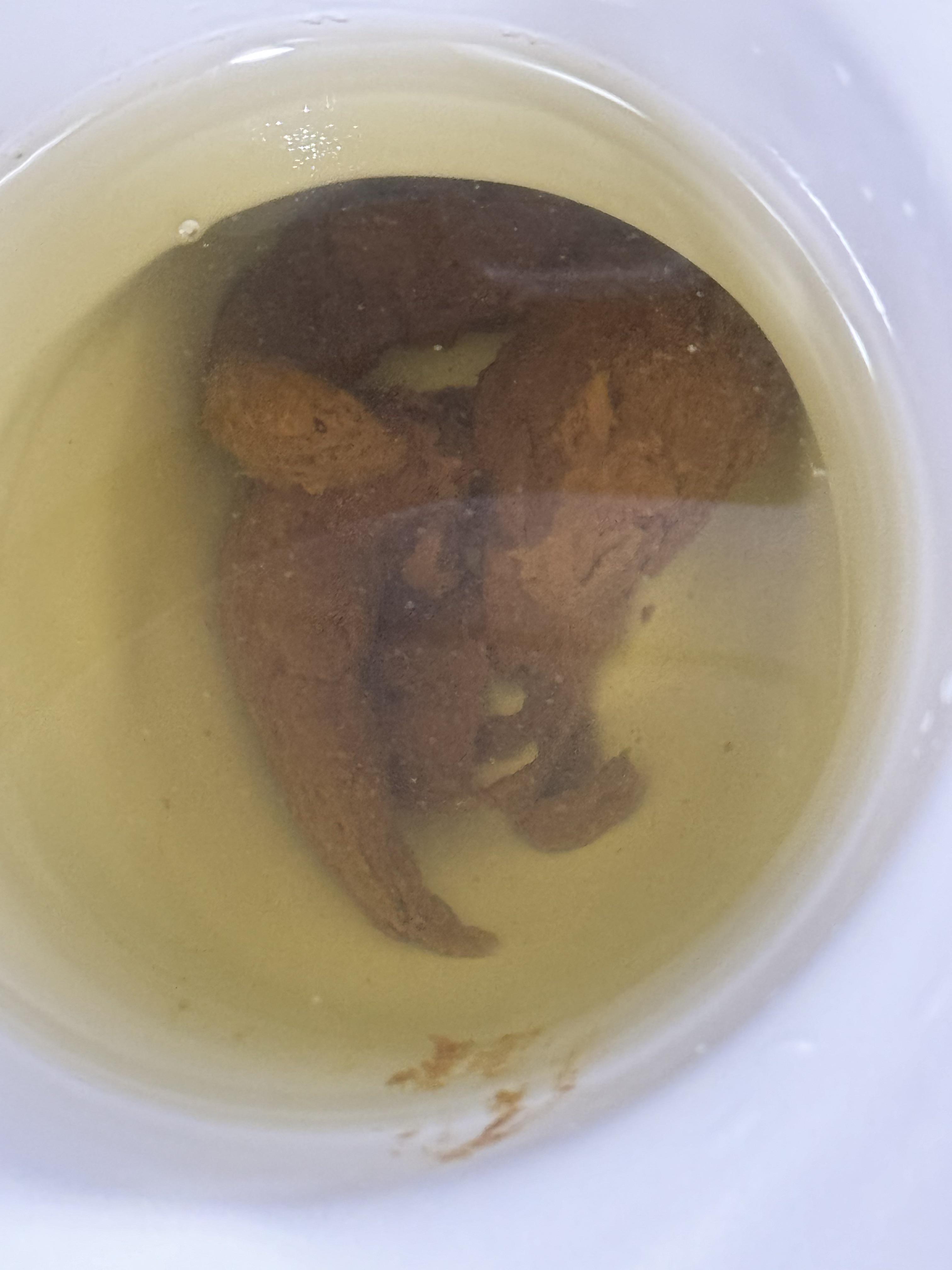 Getting sick of this poop now?? r/poop