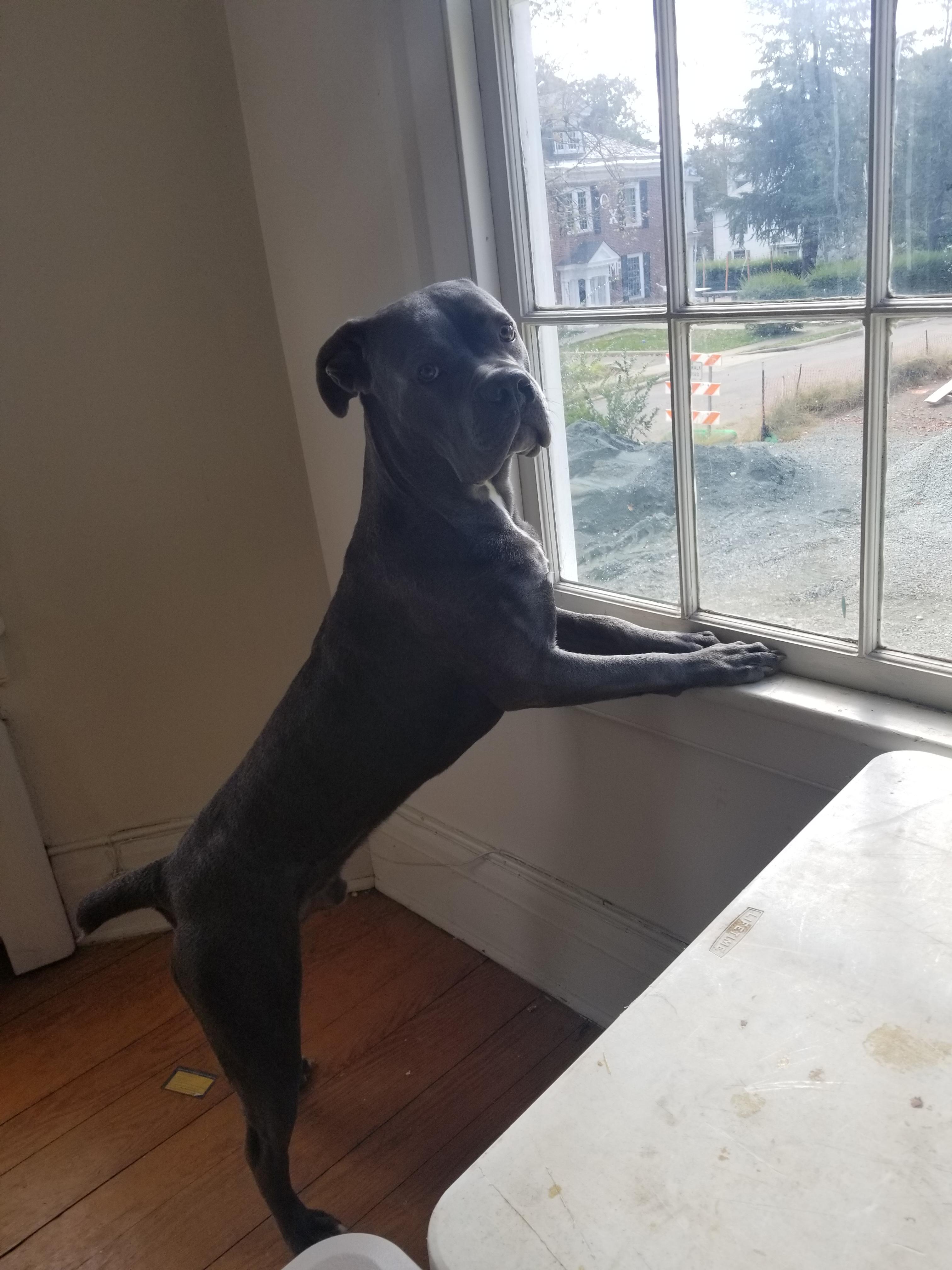 How Much Should My 1 Year Old Male Cane Corso Weigh