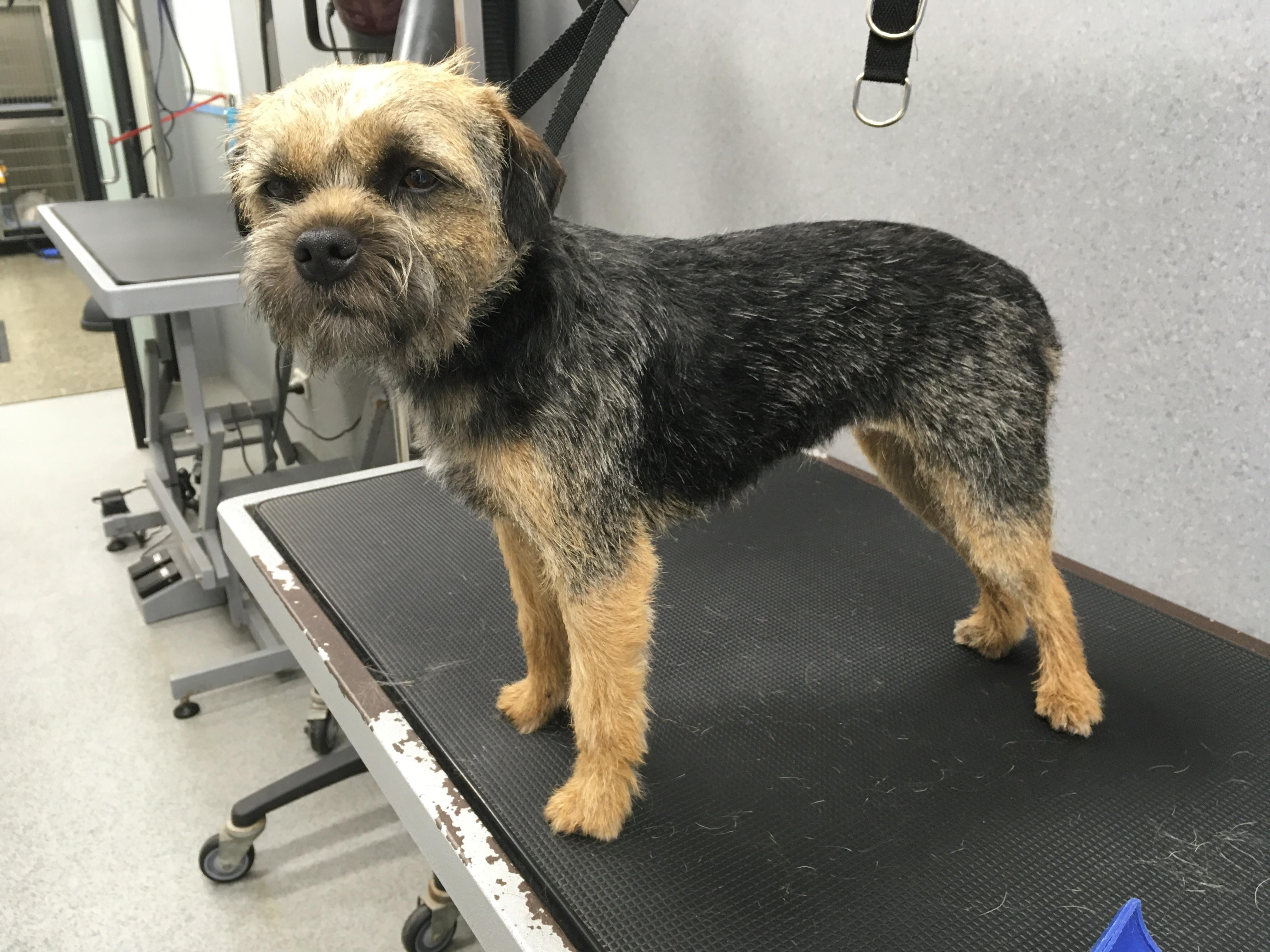 What Is Hand Stripping A Dog