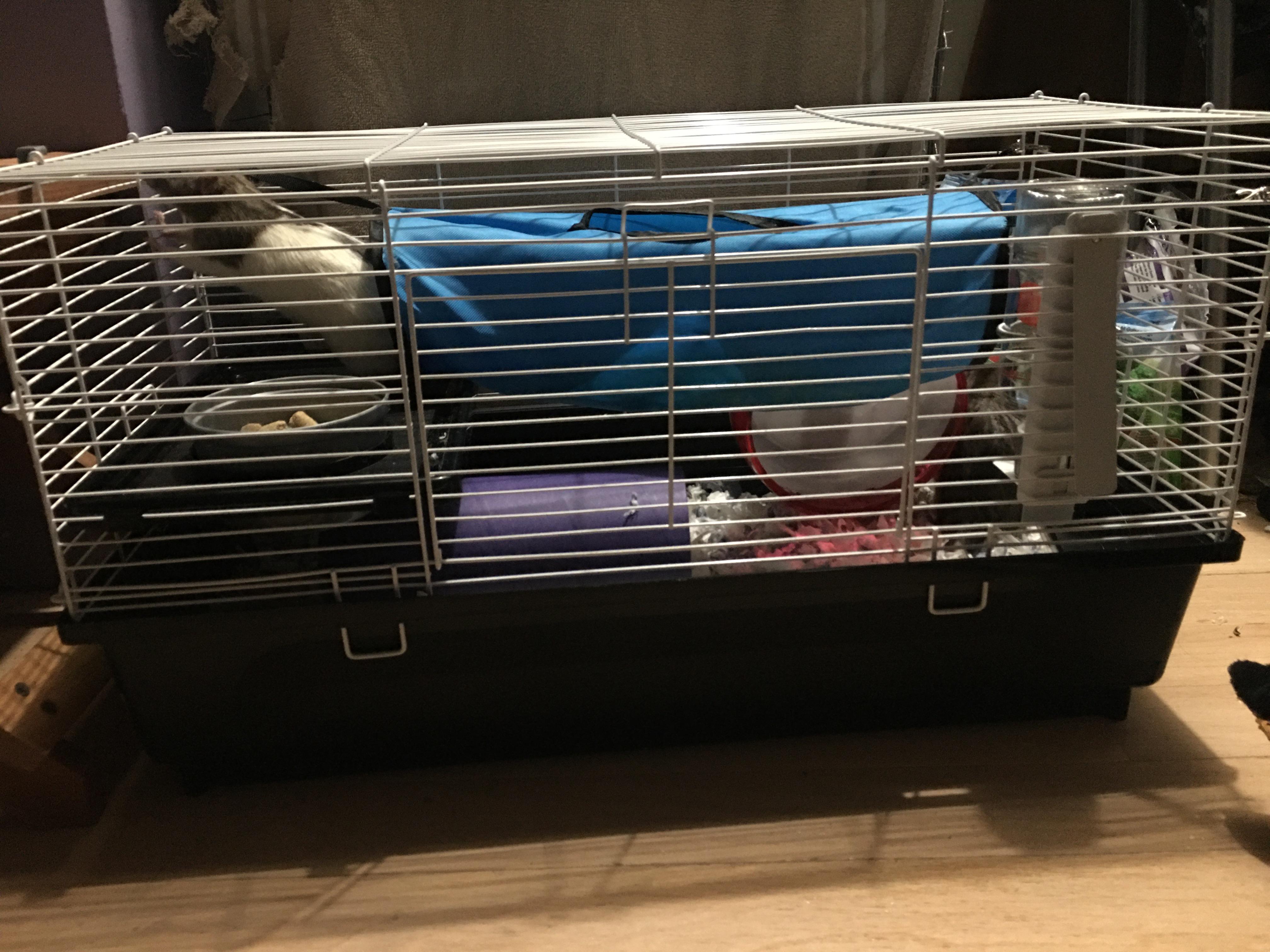 Is this cage big enough for both my rats? r/RATS