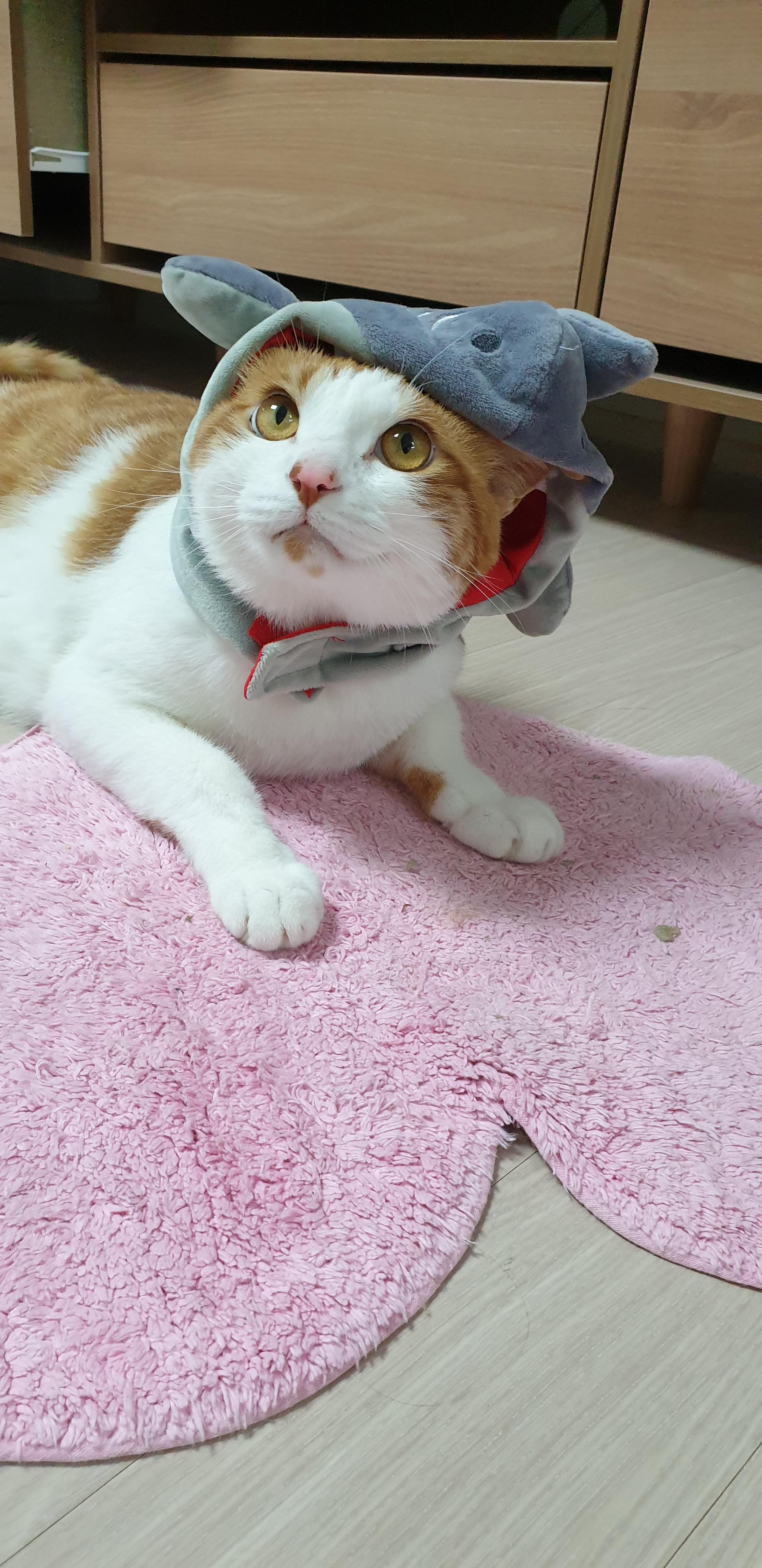 Cat on a Mat wearing a Hat r/cats