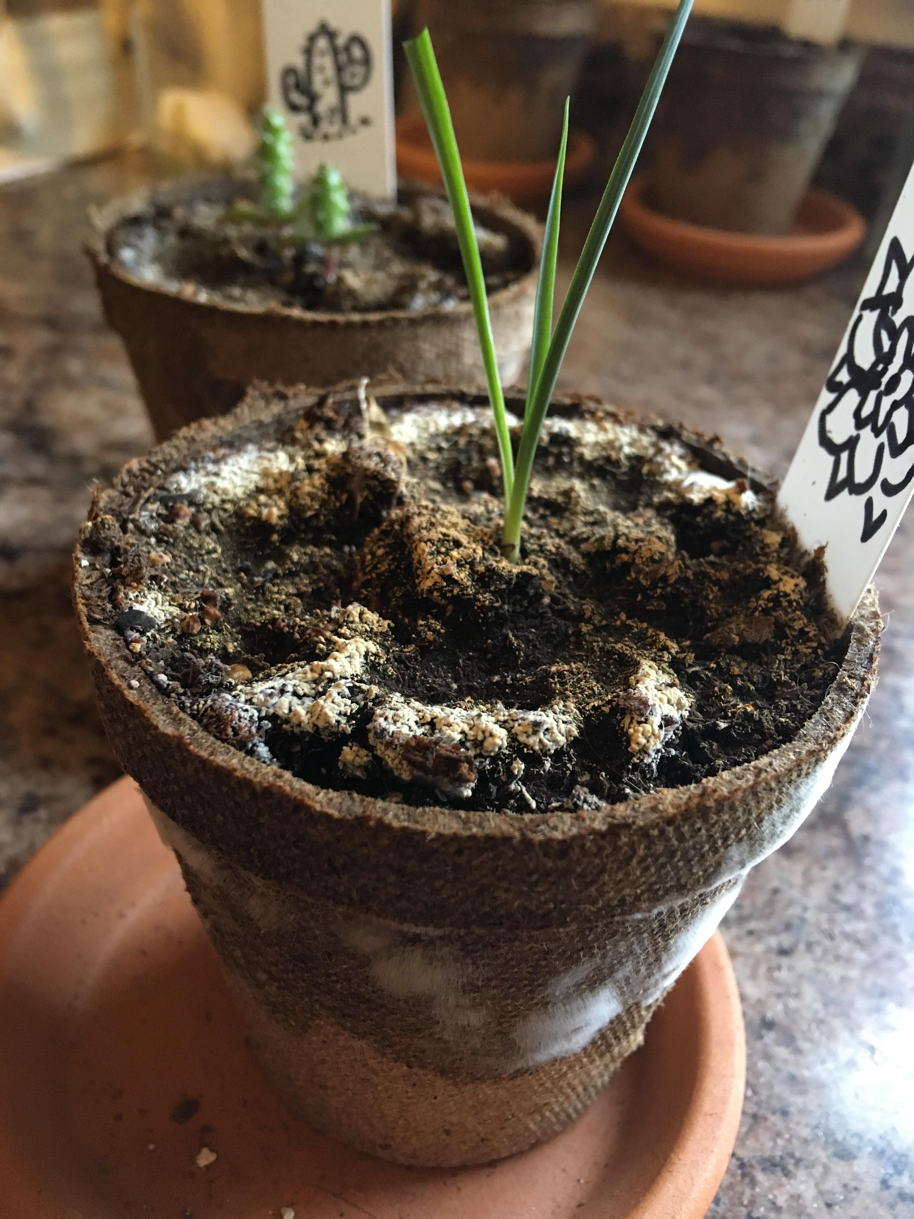Woke up this morning to find mold growing on the outside of my pots