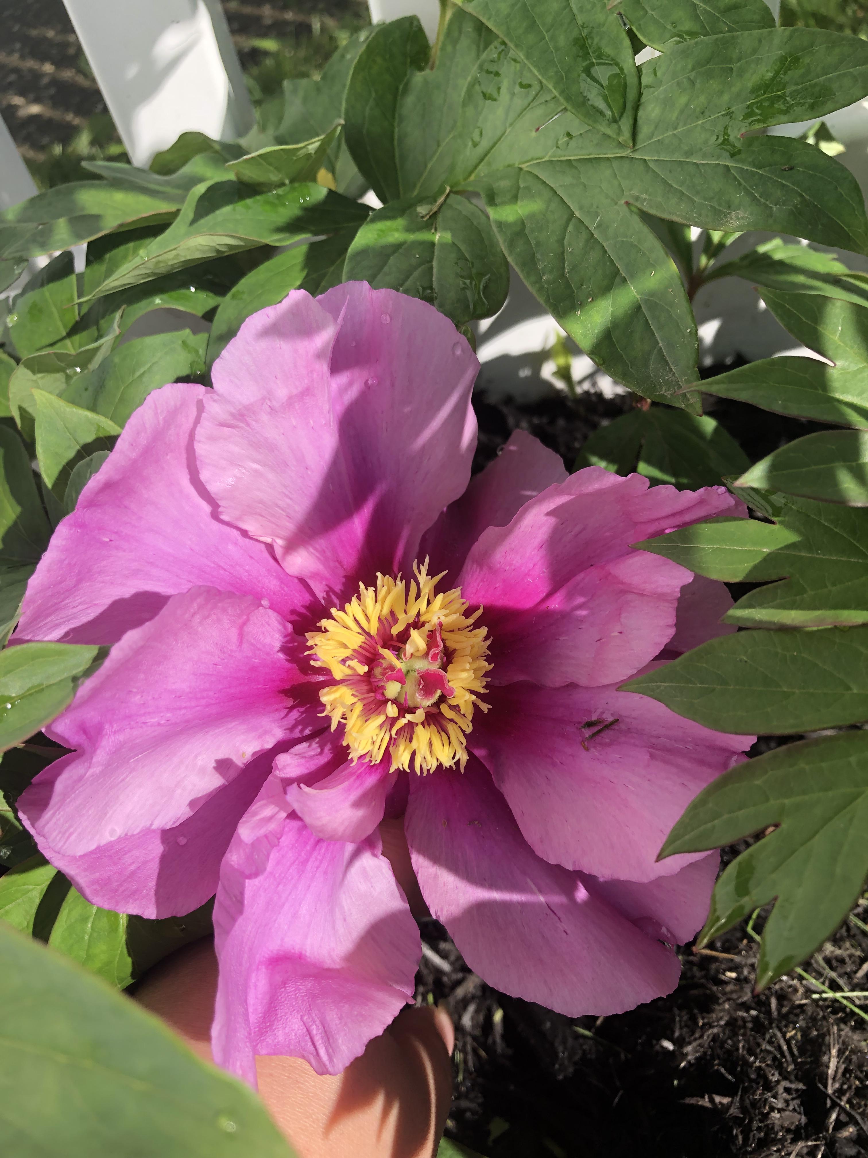 Peony “Sonoma Amethyst” zone 7a, first year, and Itoh. r/peonies