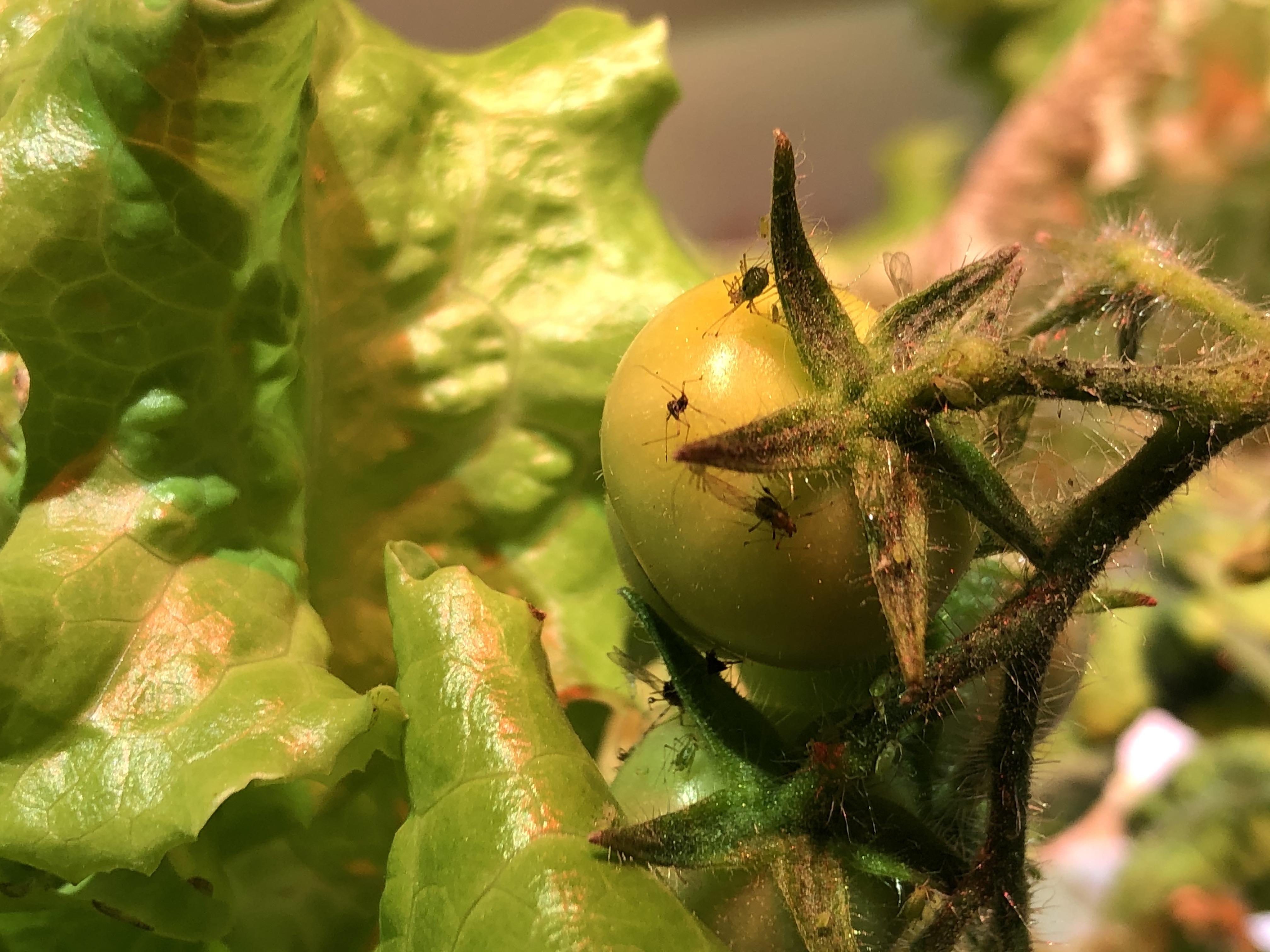 Help! These little gnats are eating my tomato & basil plants. It’s an
