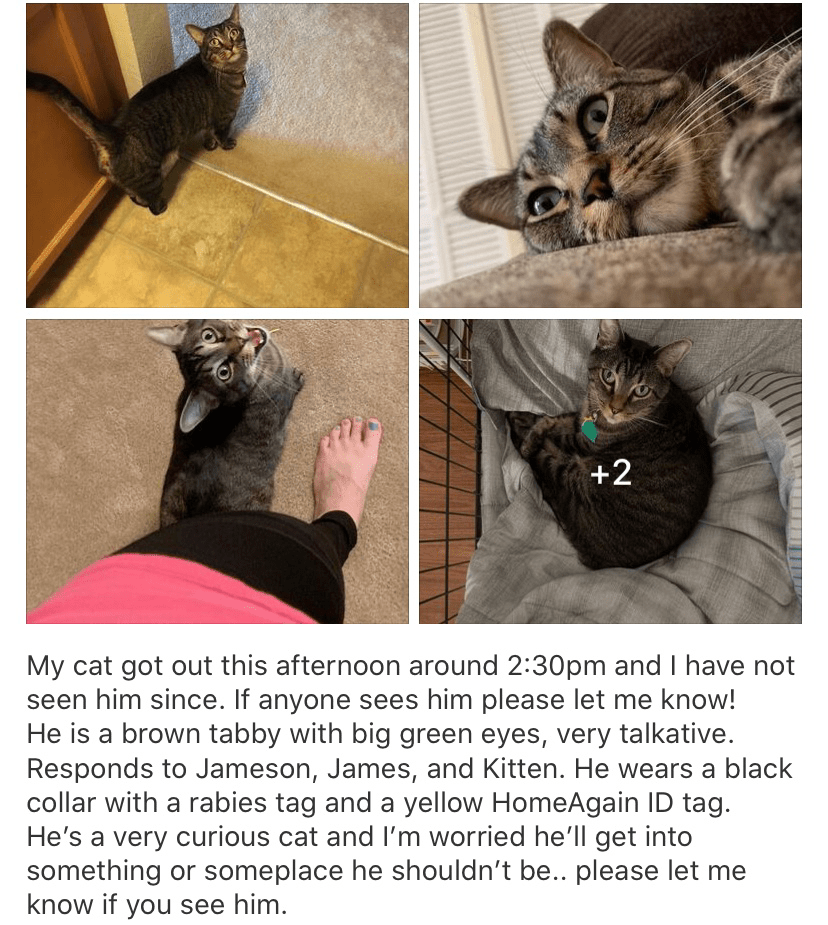 Lost my cat in Burke, please keep an eye out! fairfaxcounty