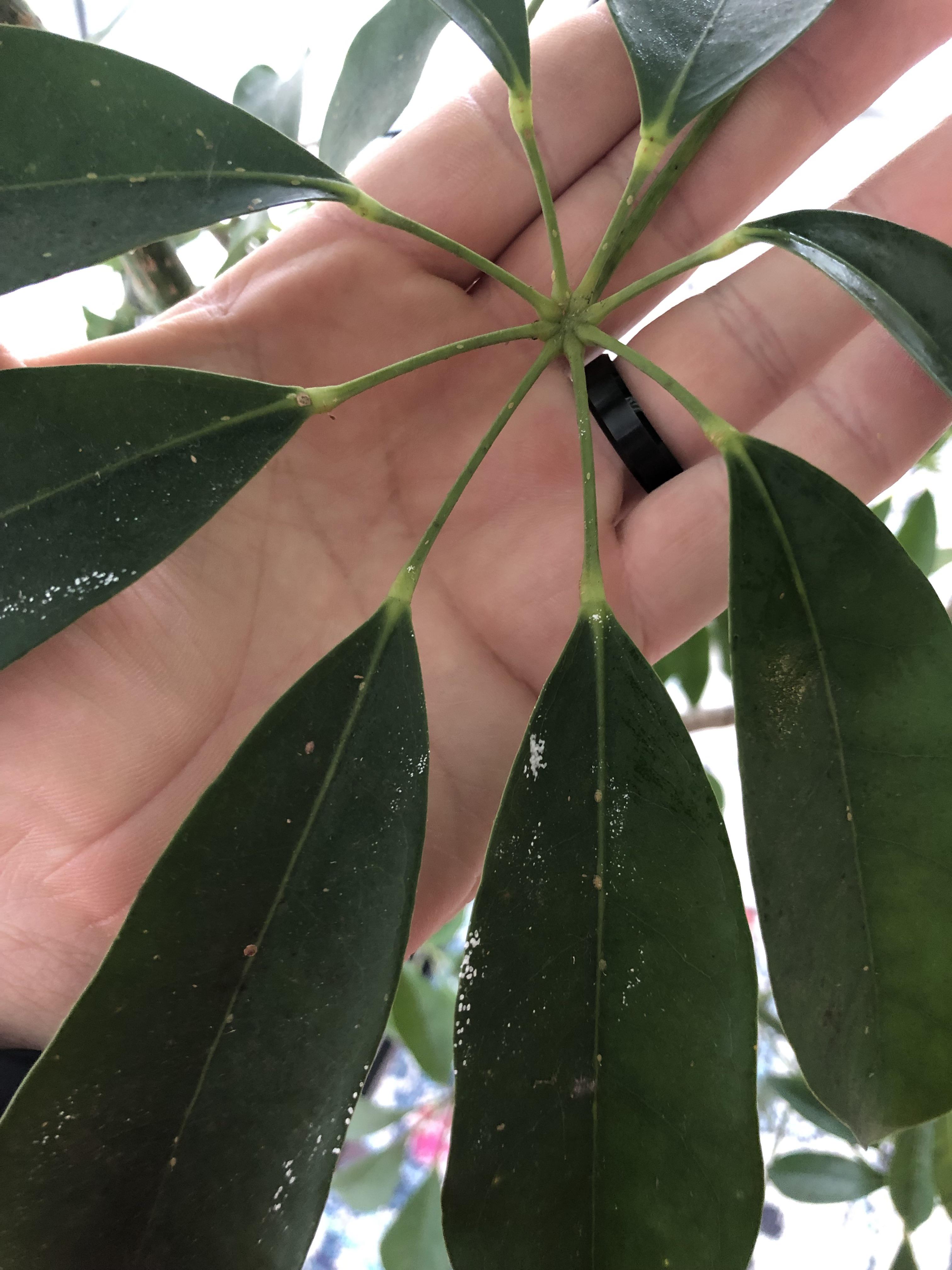 Umbrella Plant …bugs? Are these brown specs scale bugs? r/plantclinic