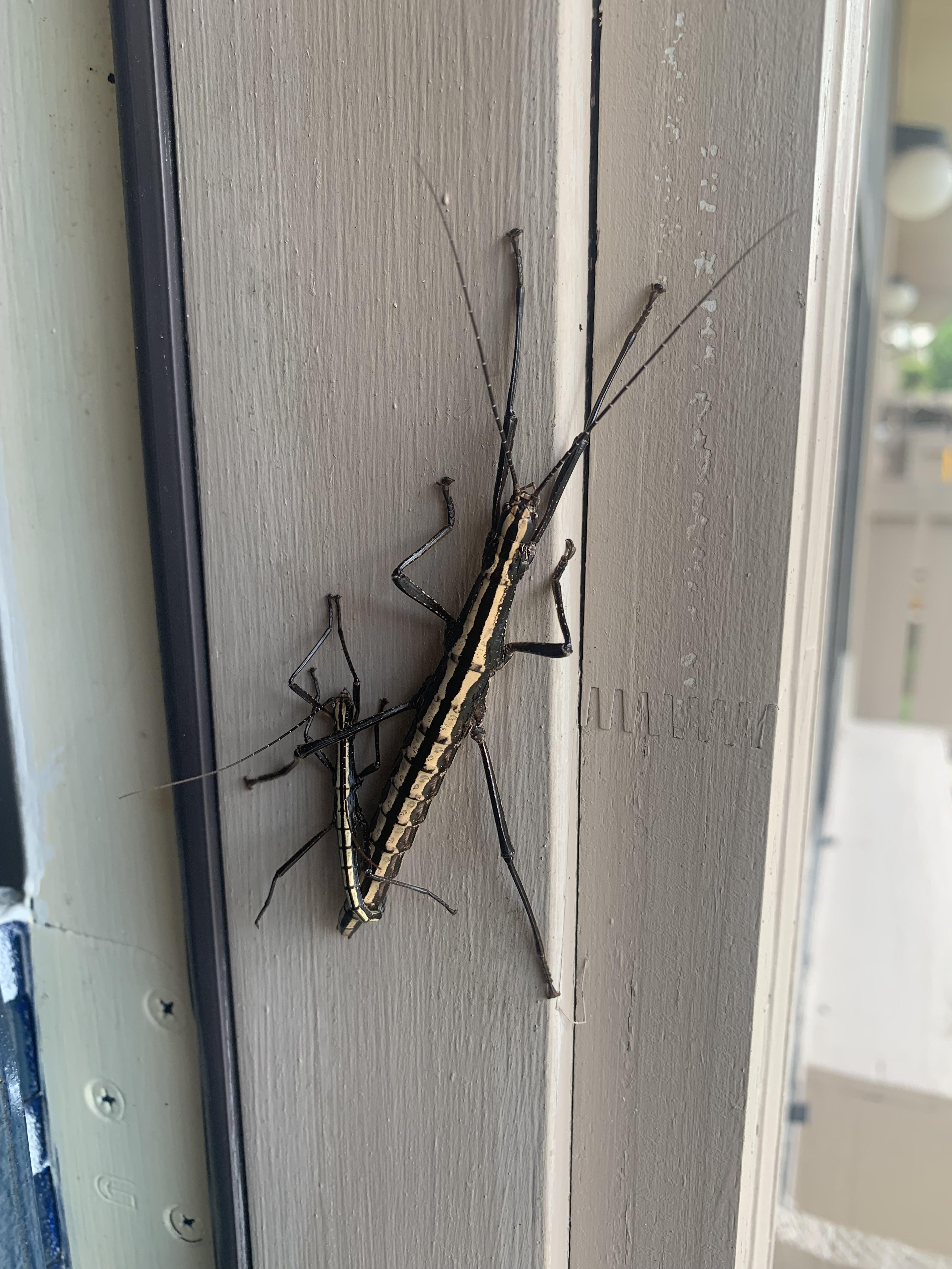 Walking Sticks Insects Poisonous
