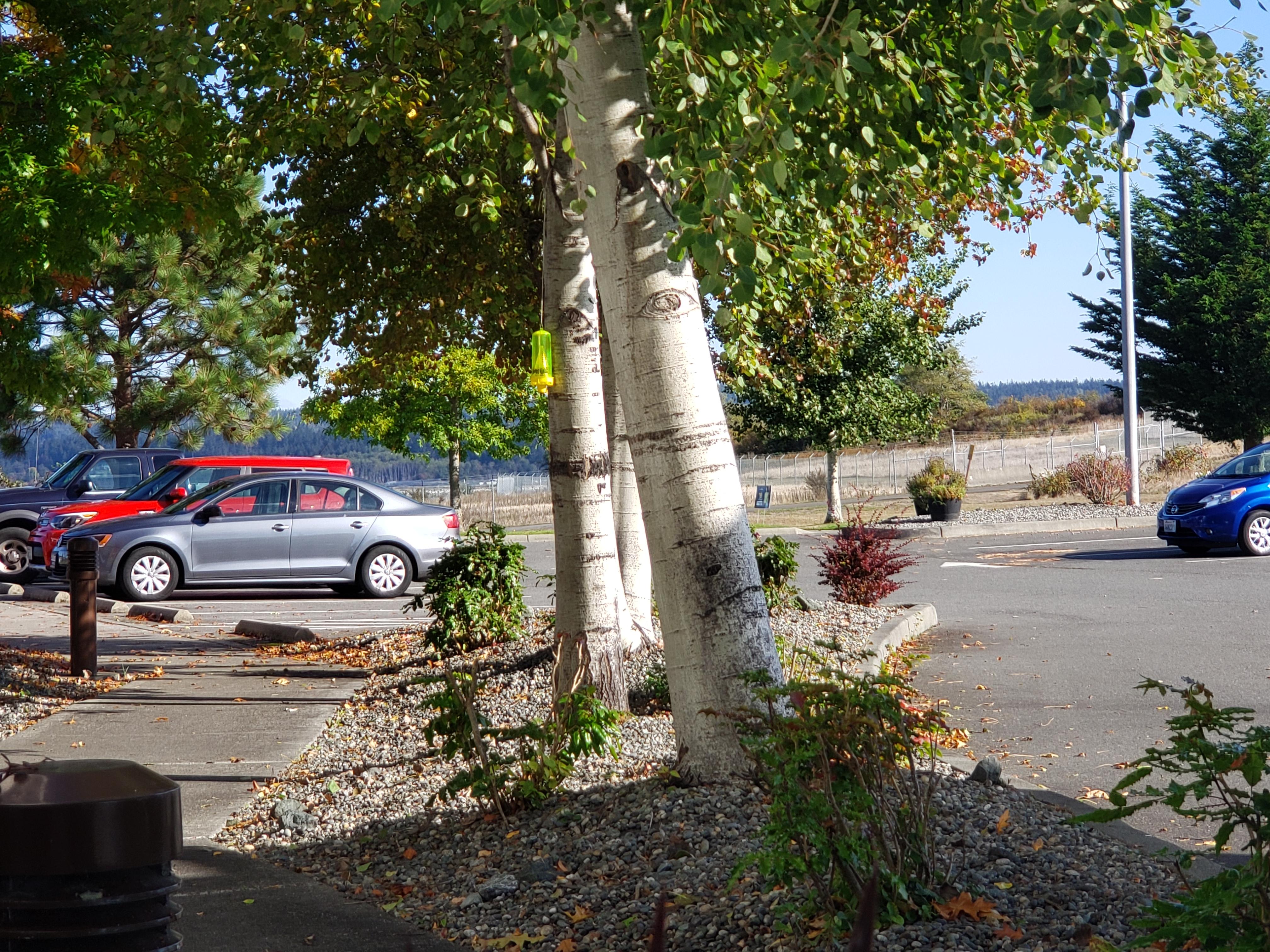 The trees look like they have eyes! r/pics