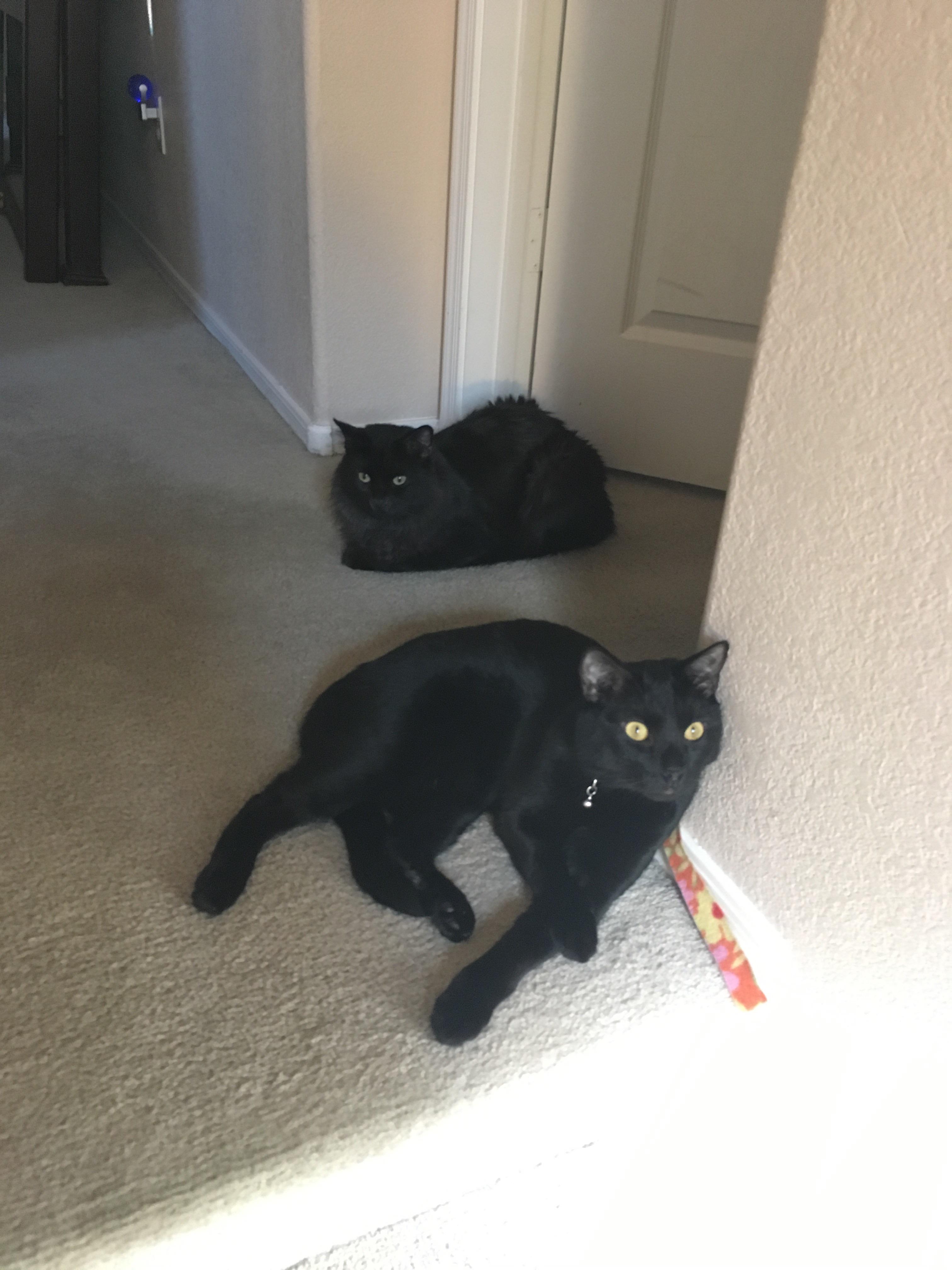 Two black cats guarding the bedroom while my husband sleeps in on a