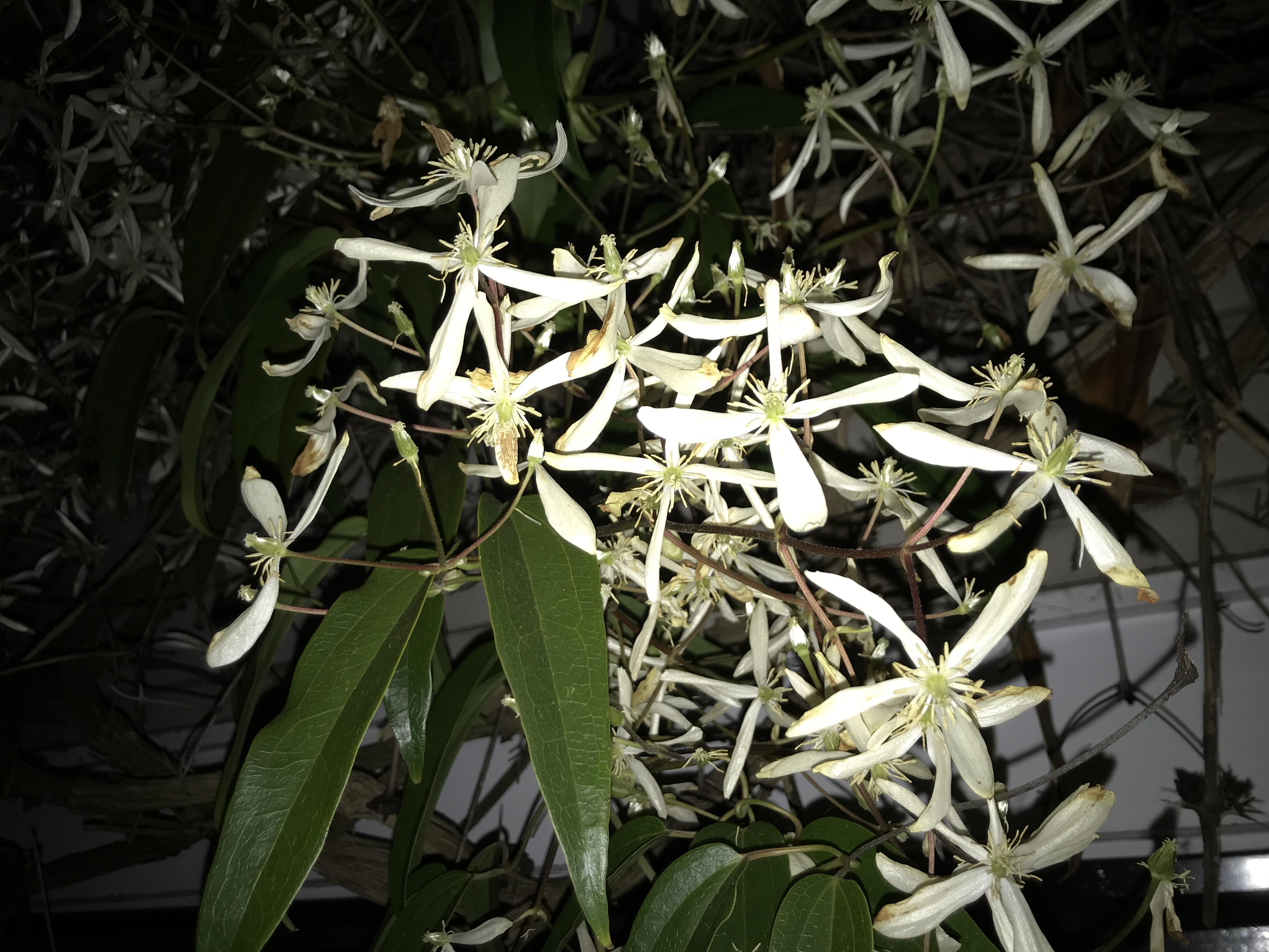 Does anyone know what plant this is? It smells like Jasmine, but doesn