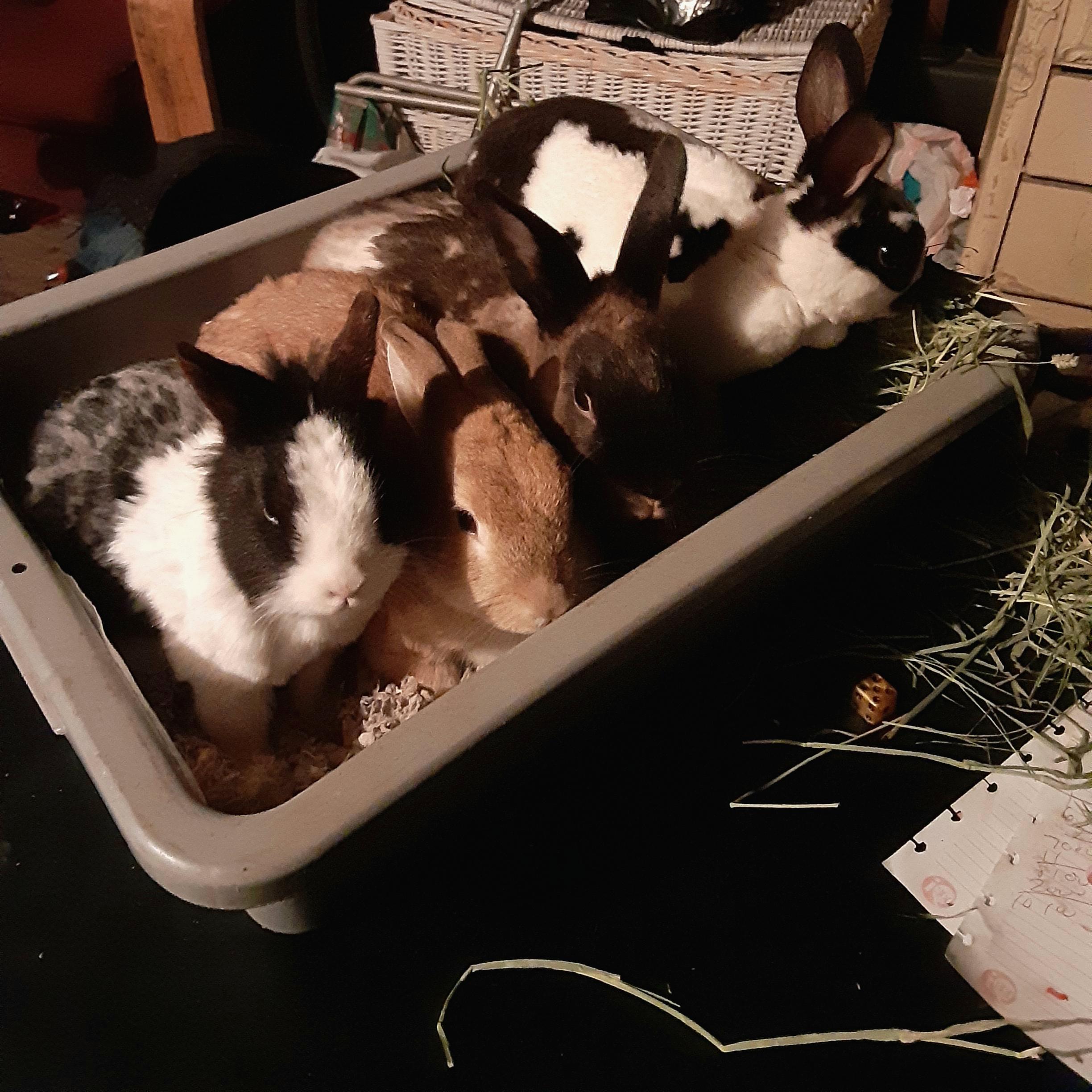 Apparently the litter box is where they wanted to have their bonding session today... Bonding 4