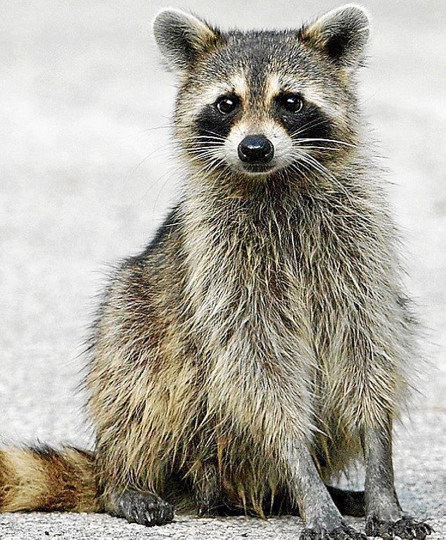 Real Names For Animals at Animal