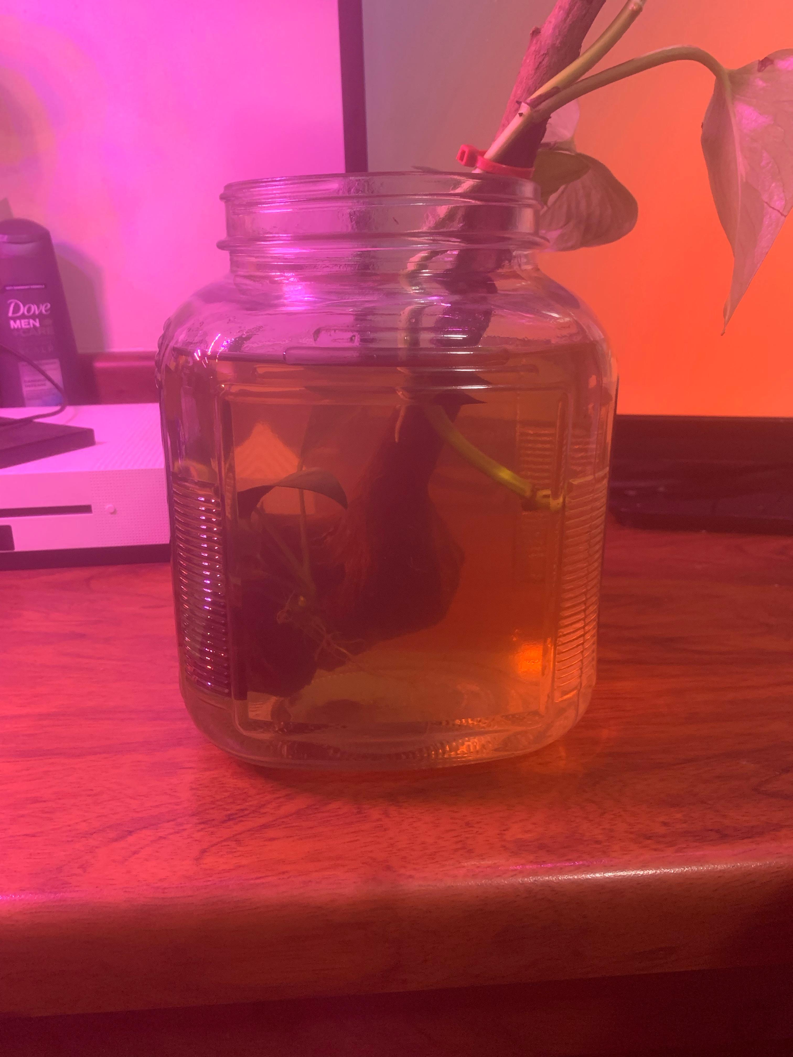 One gallon tank murky brownish water trying to create a non needed