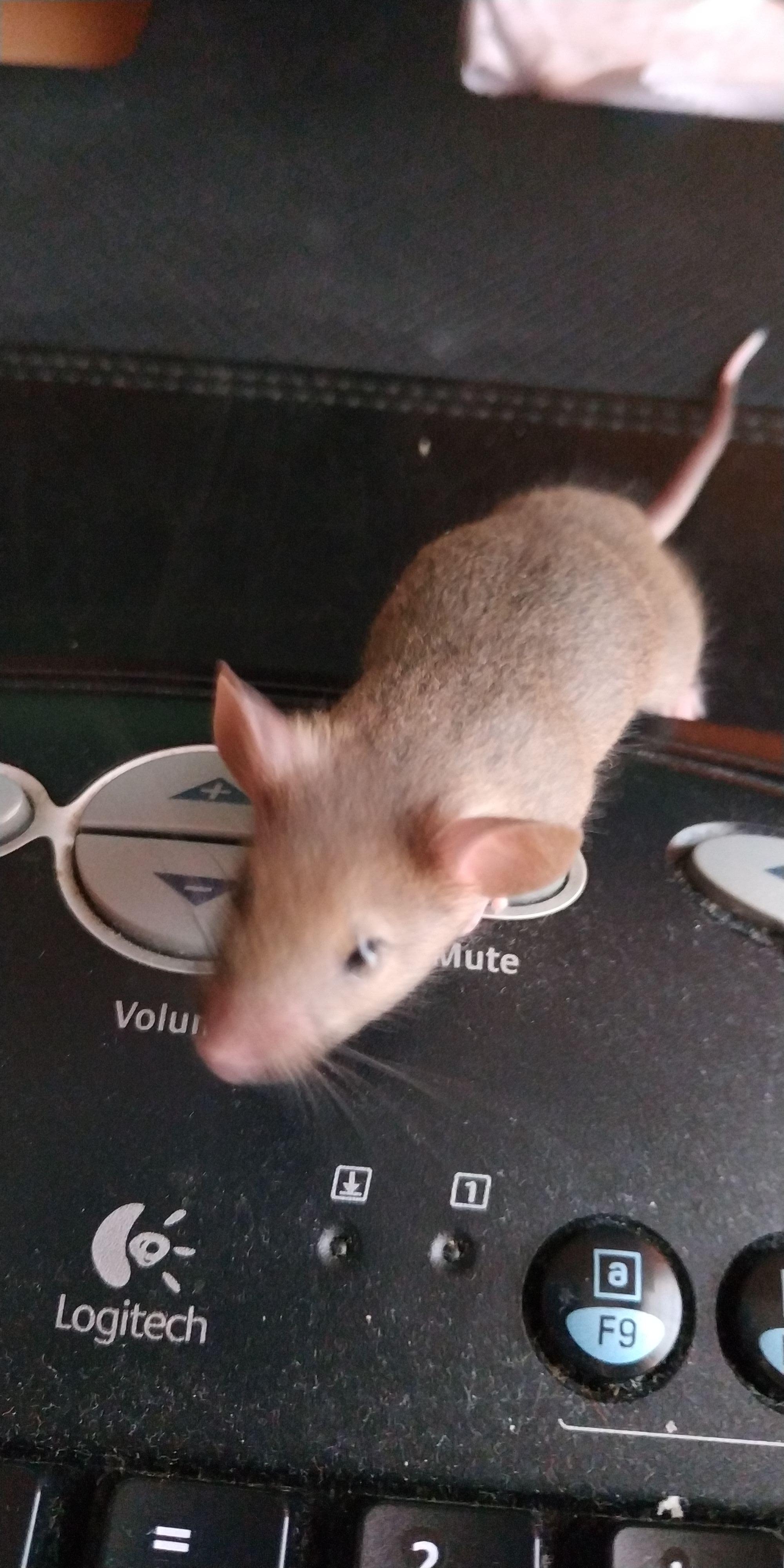 My mice sleep at night? PetMice