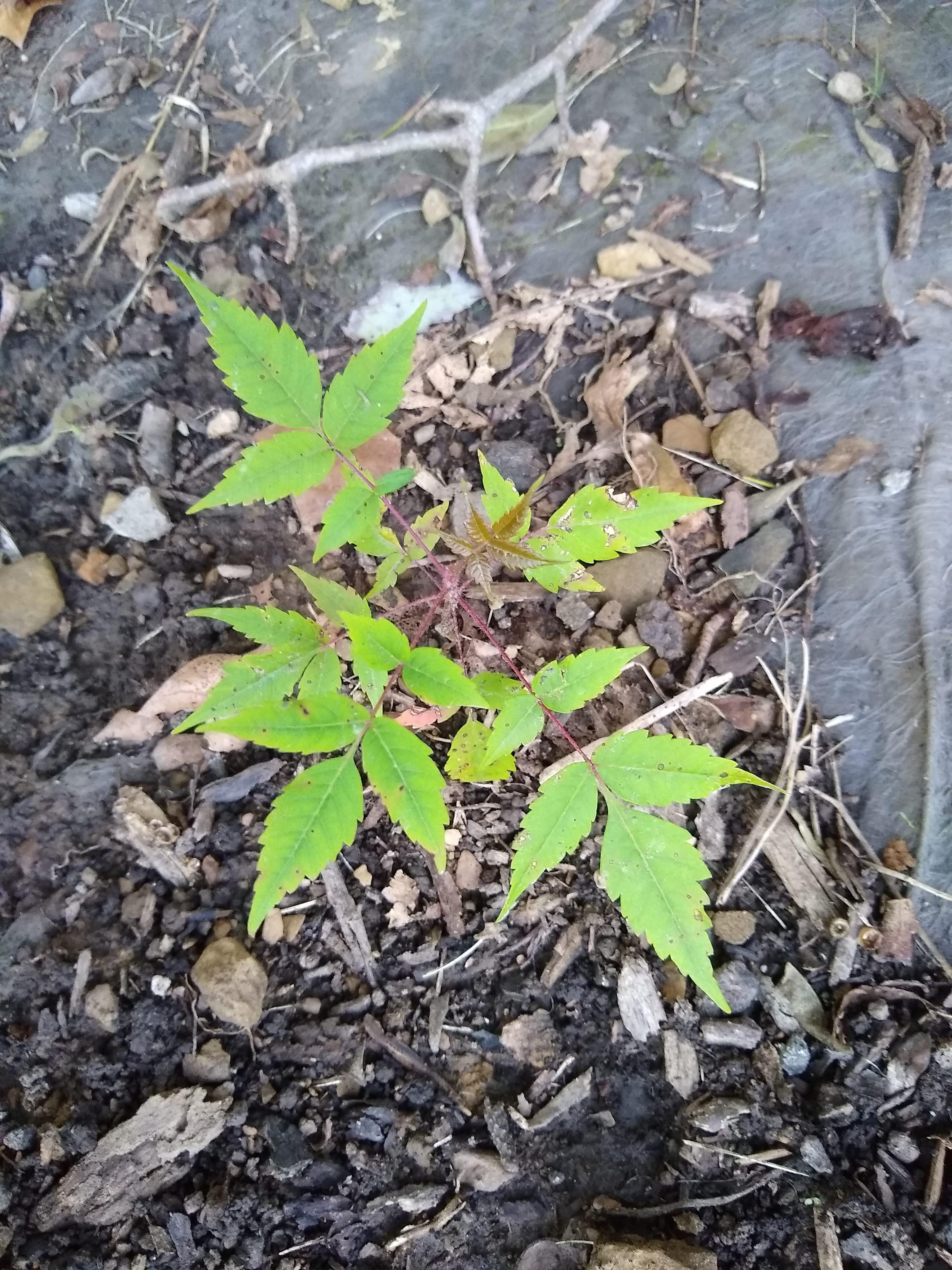 Plant growing under magnolia tree in Western Pennsylvania (just north
