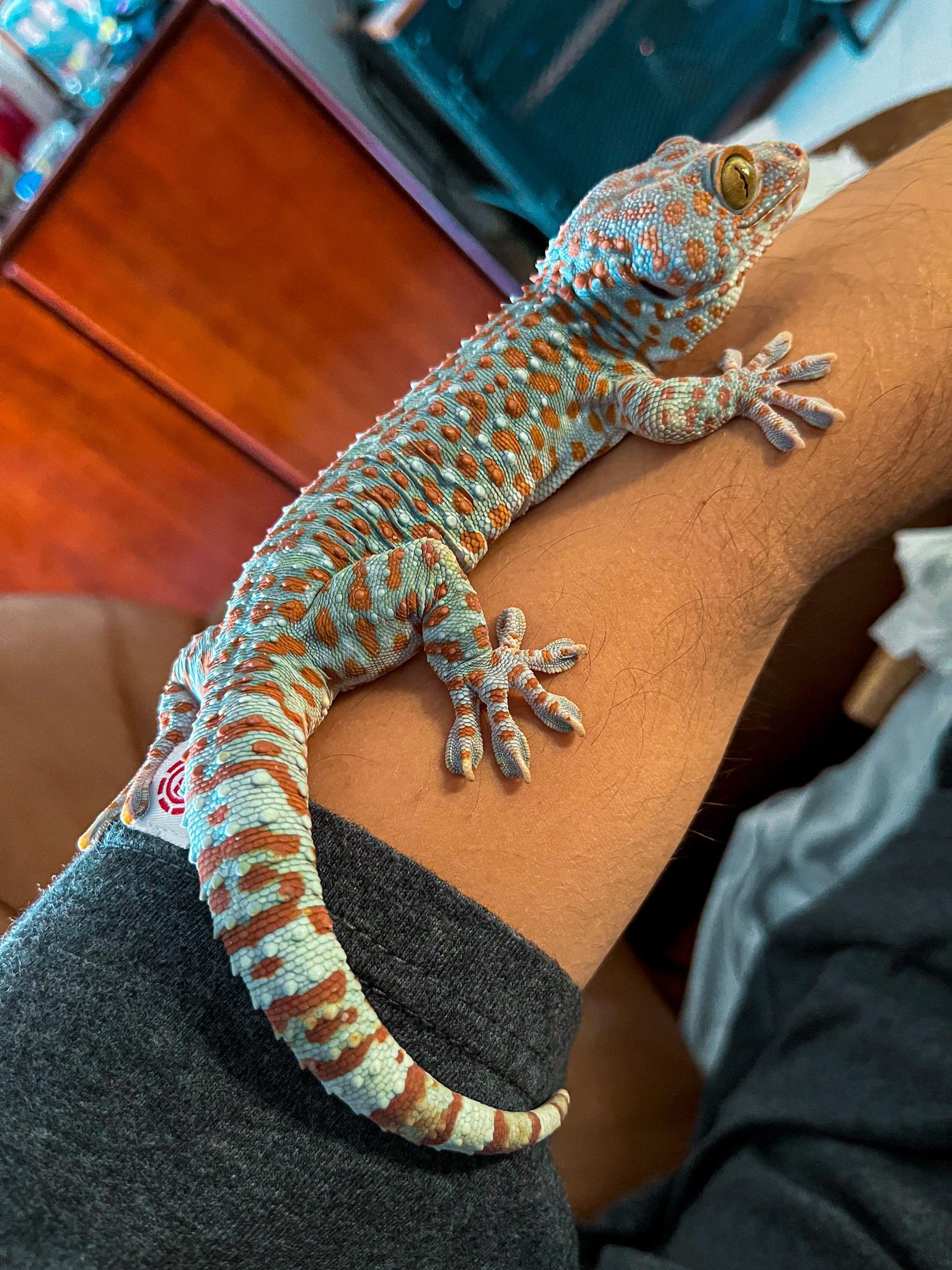 Tokay Gecko Price 2022
