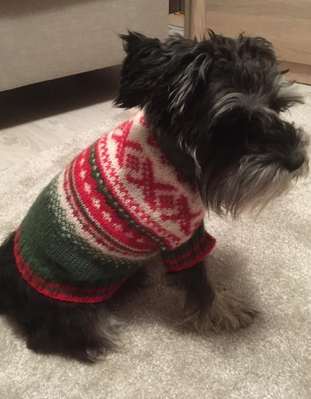So I made a Christmas jumper for my Juuli. She does not seem amused 😂