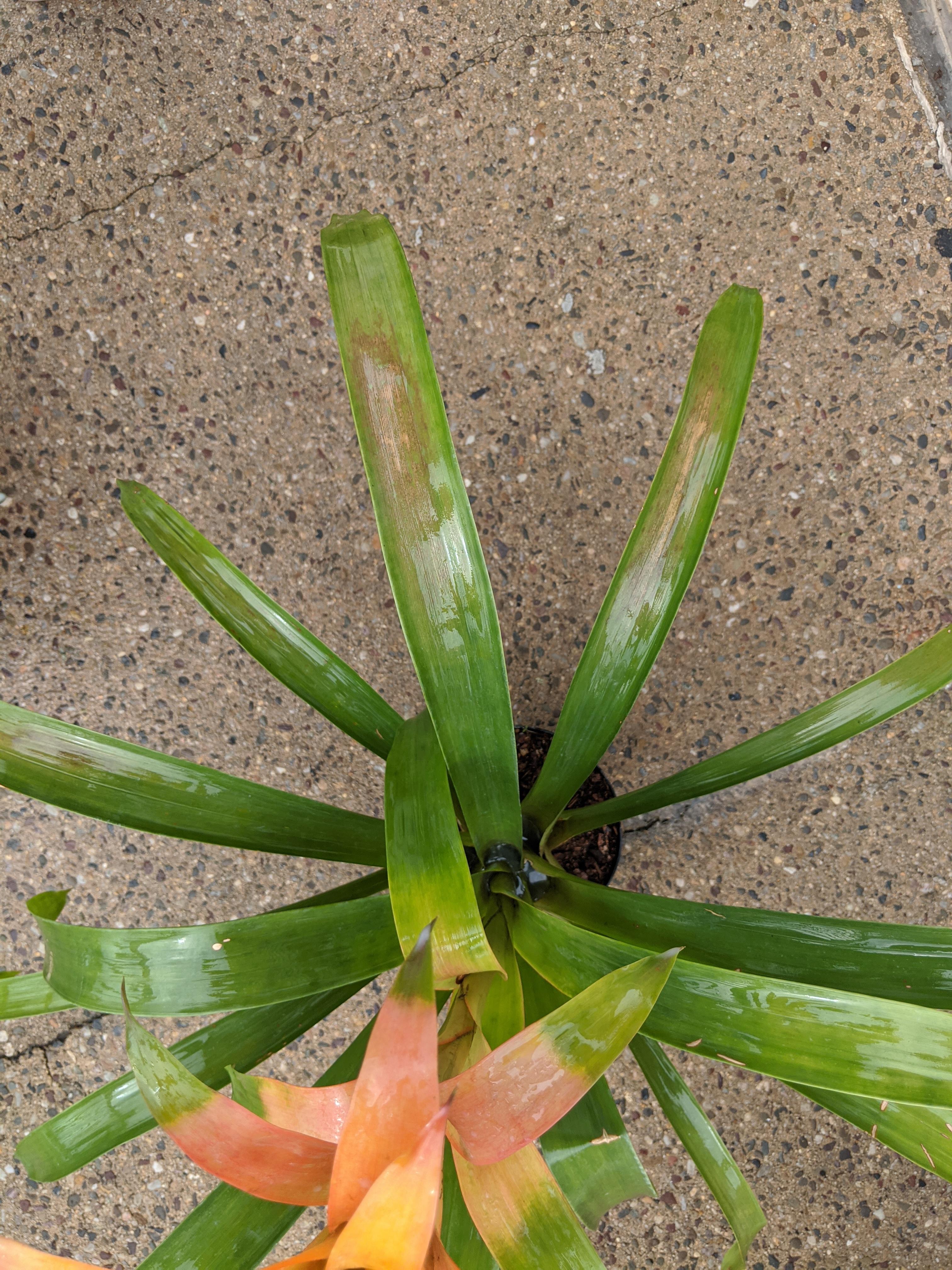 Bromeliad leaves are turning brown help! r/houseplants