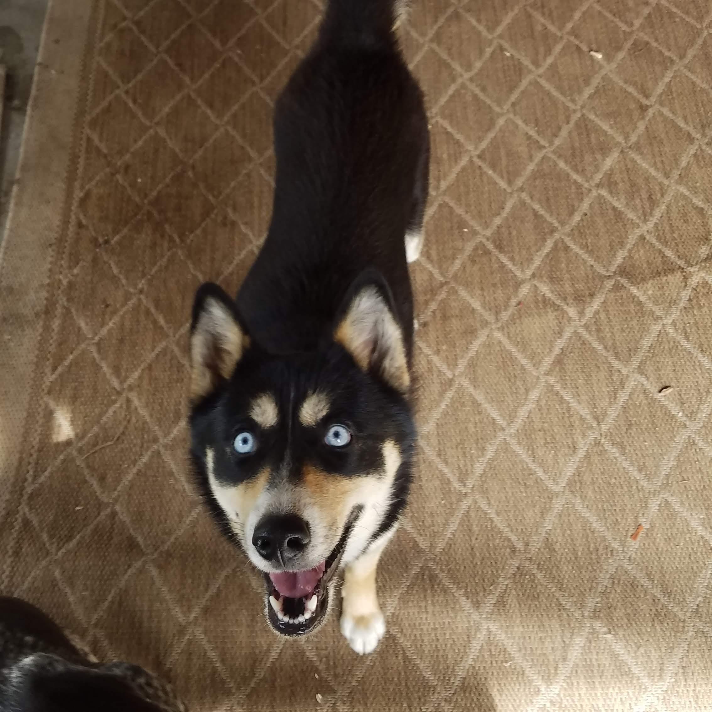 Treats for Huskies r/husky