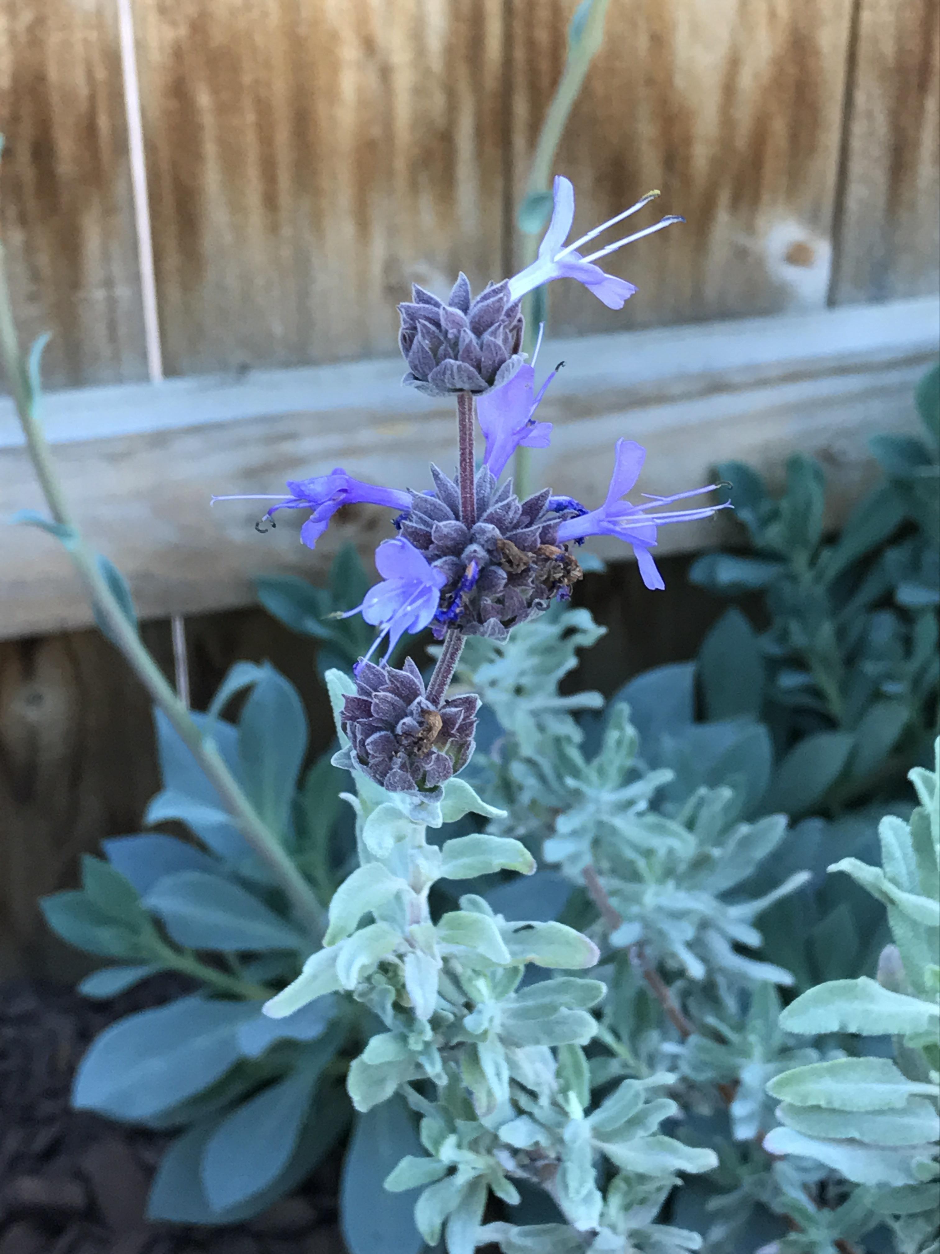 My sage is a late bloomer 😊 r/gardening