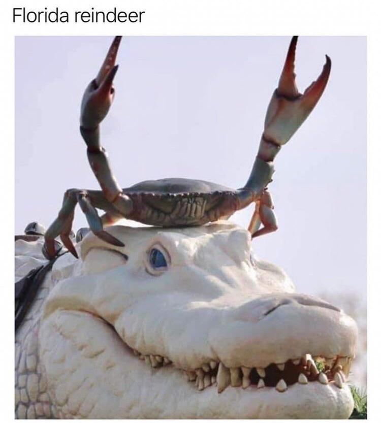 Christmas in Florida r/florida