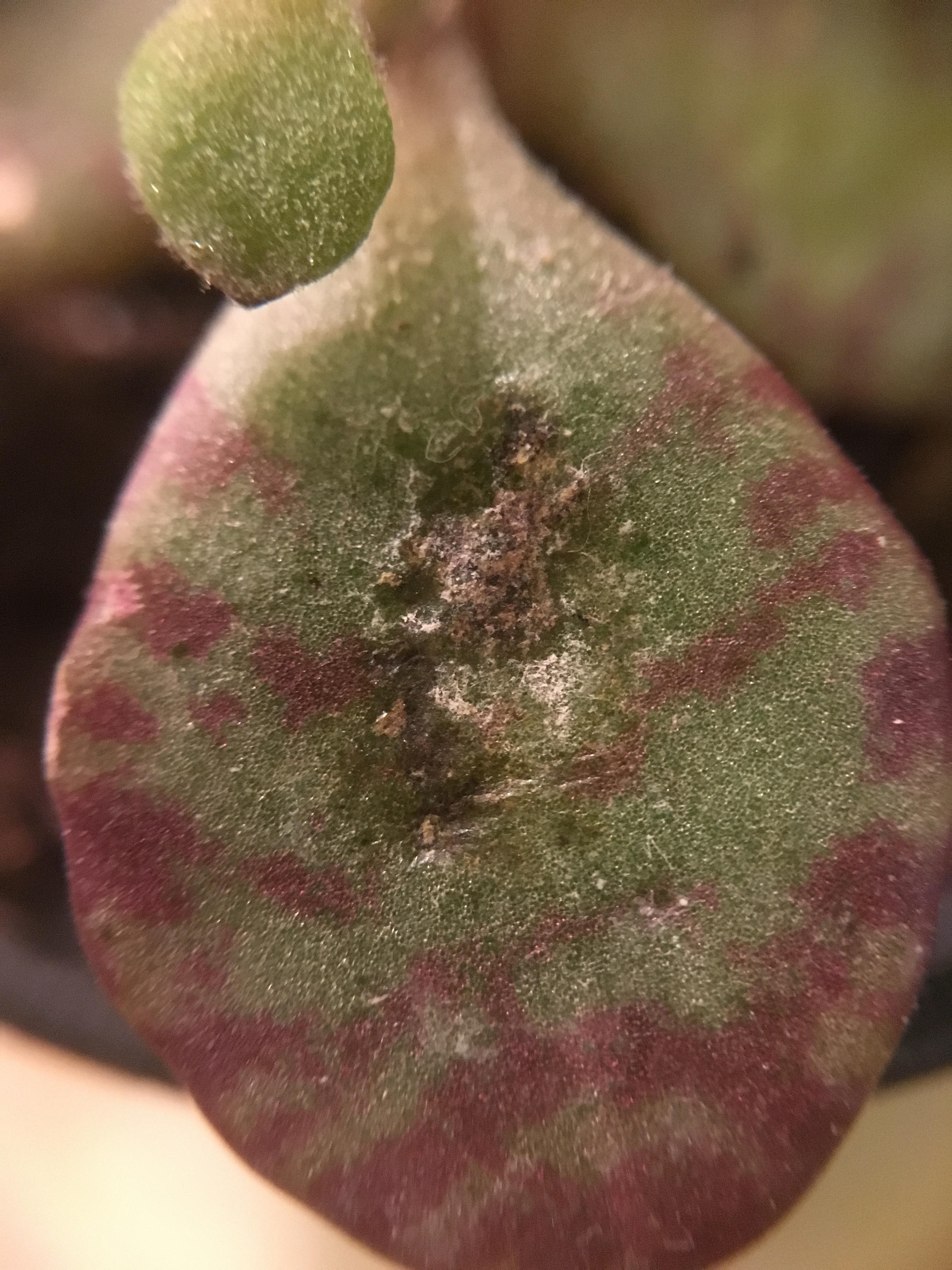 What is this brown spot on my Kalanchoe humilis leaf? What might be the cause? r/succulents