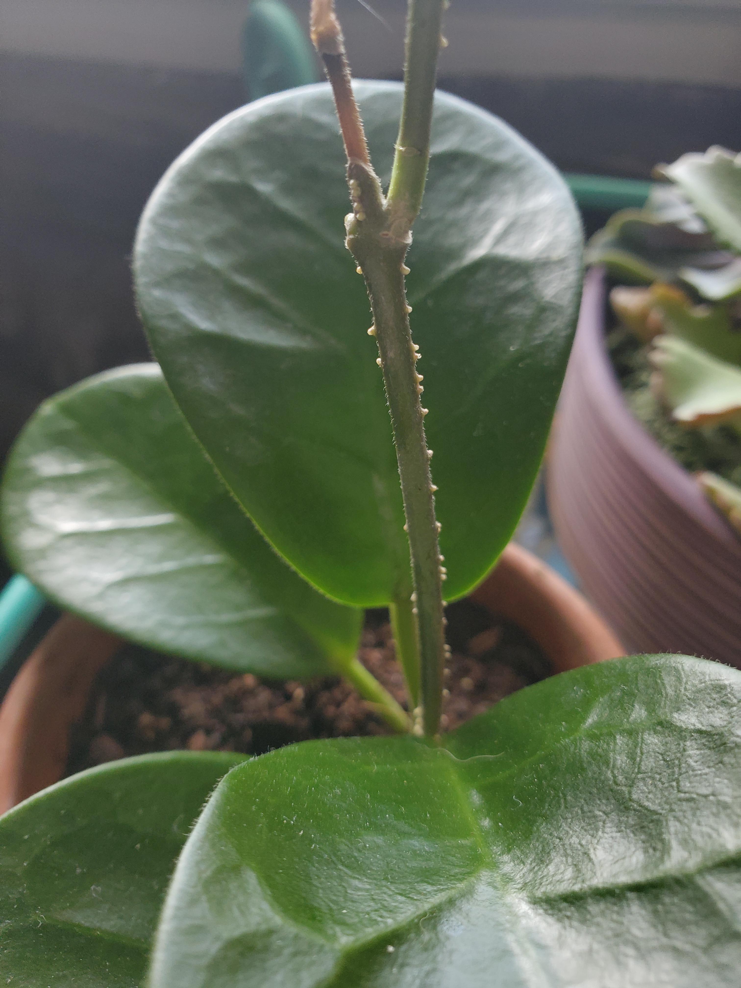 What are these white bumps on the stem of my hoya australis?Australia? First one and it was a
