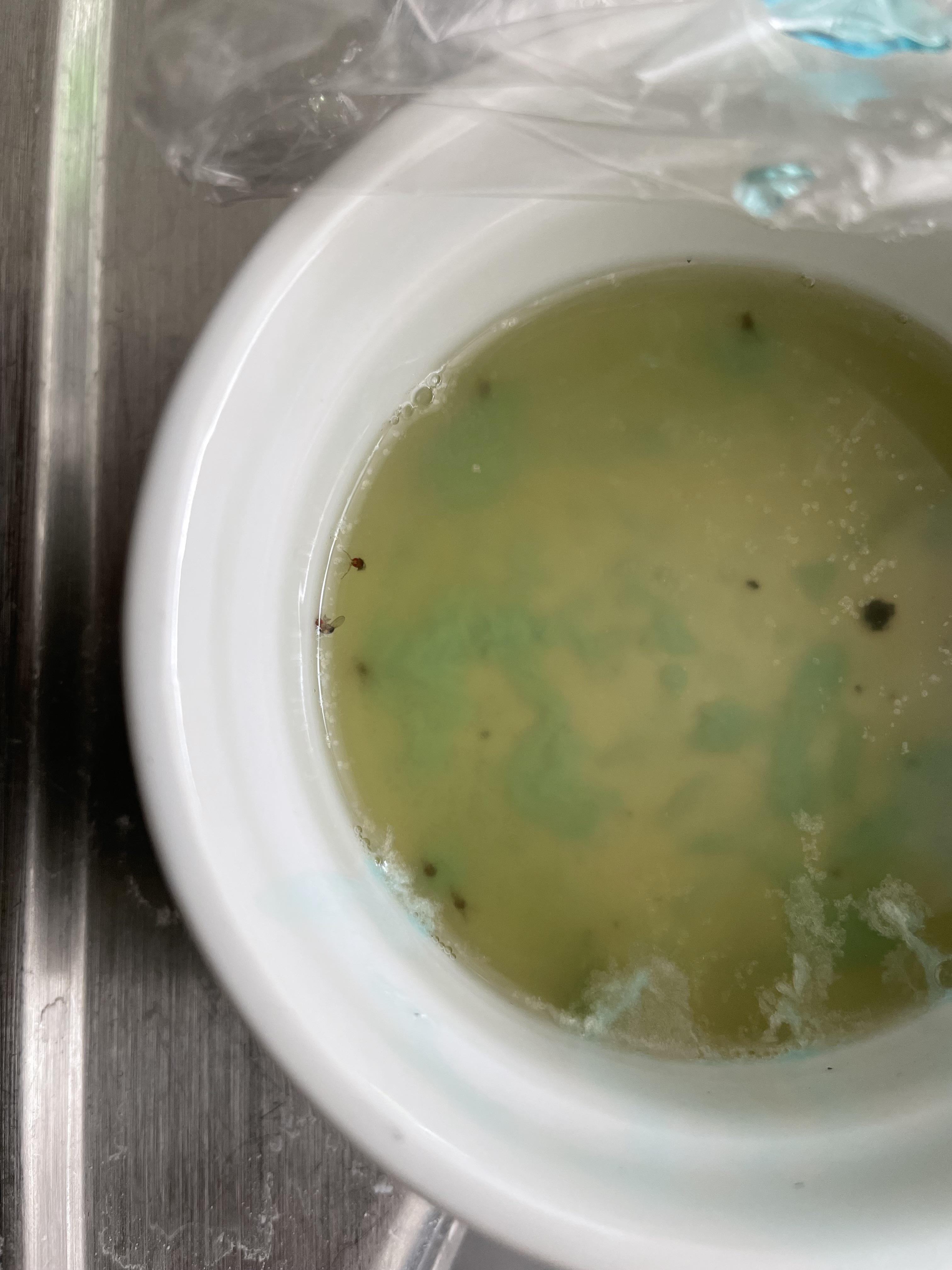 Fruit Fly Vinegar Dish Soap