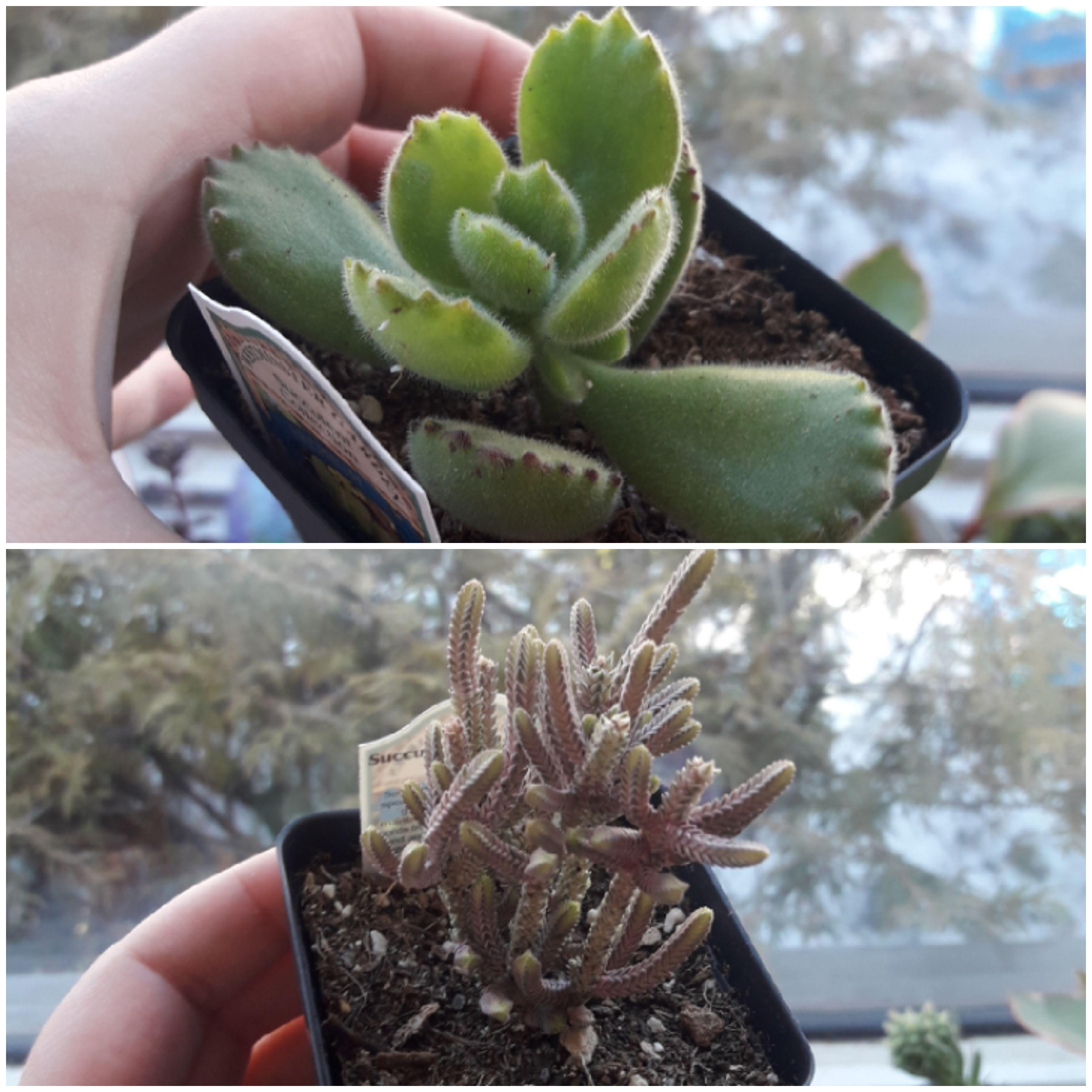 After a very long Canadian winter the nursery is open again! Finally