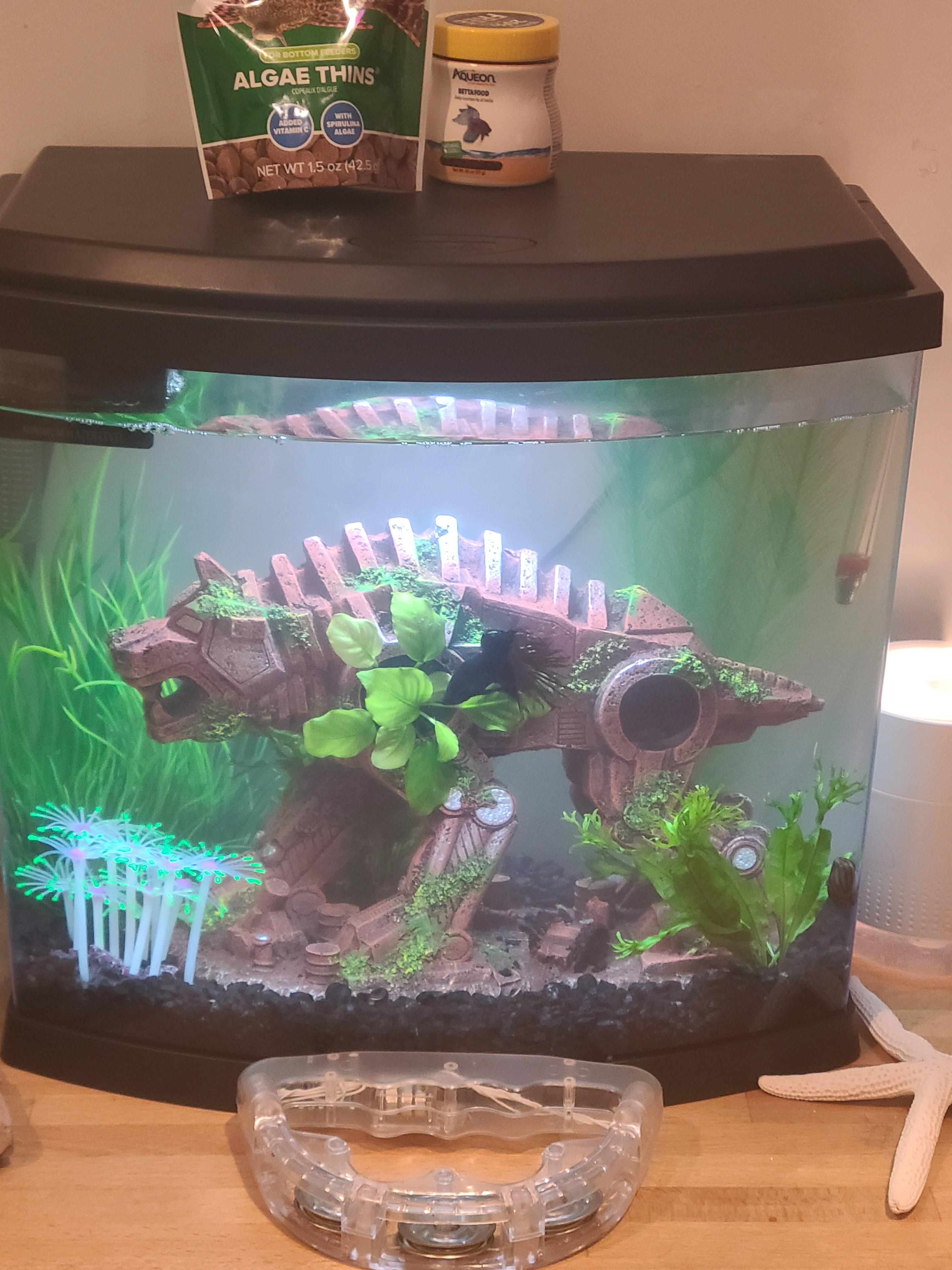 How do I safely add egg shells to a 5 gallon tank? Betta, 2 nerite