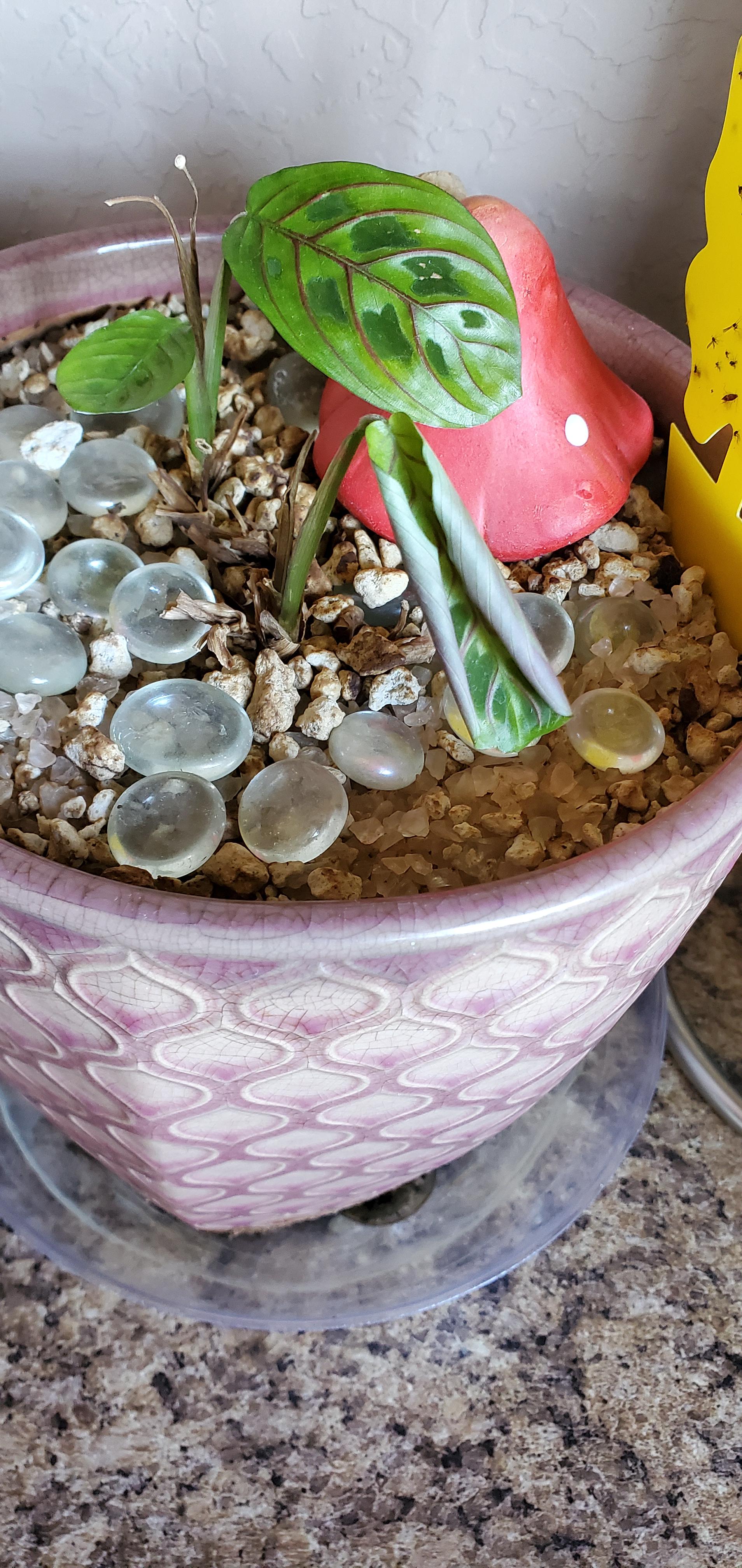 why is my prayer plant leaf curling up? Too much water? r/houseplants