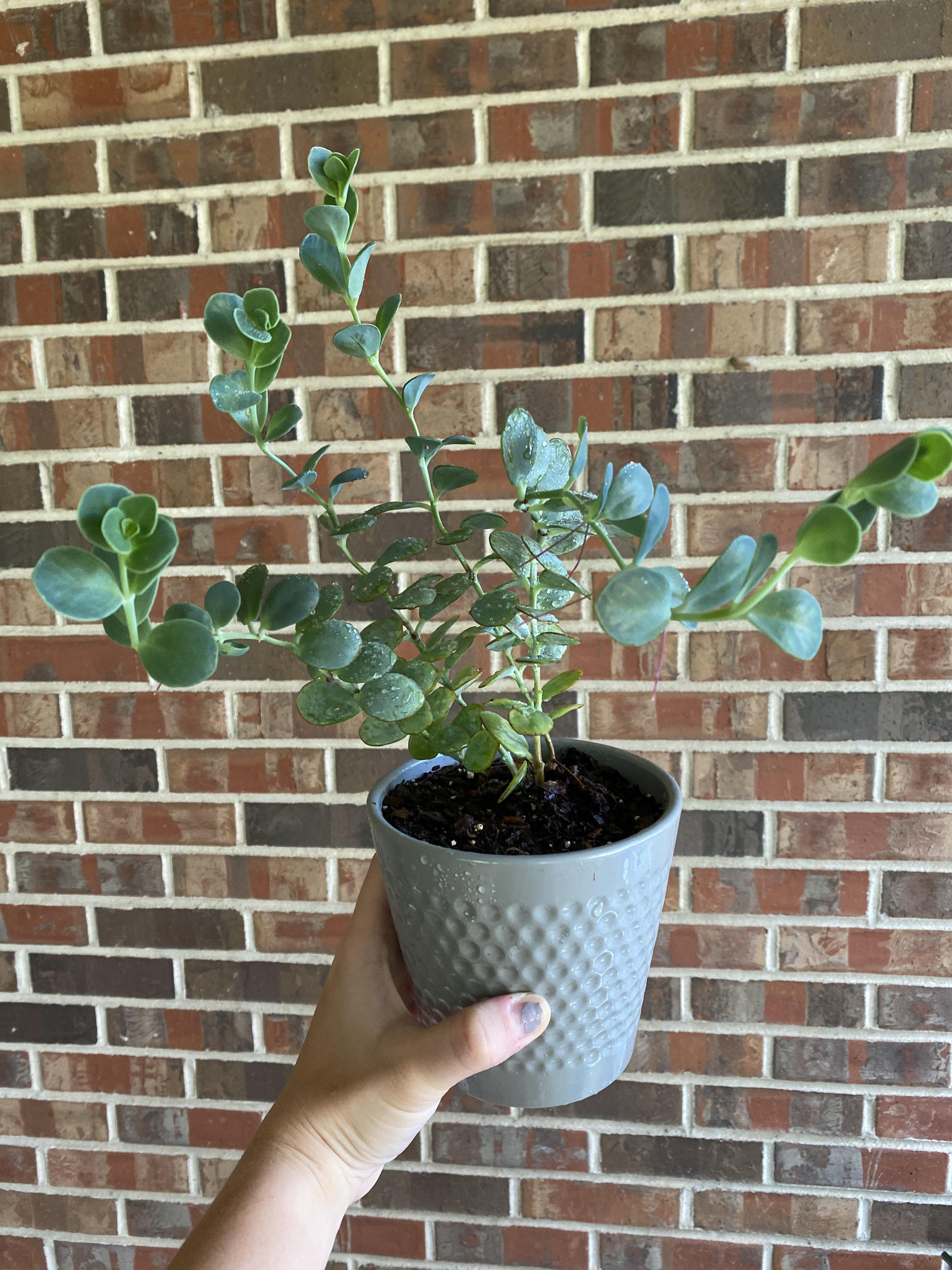 Does anyone know what kind of succulent this is? I found it at Aldi