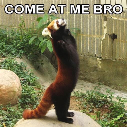 Red panda meme courtesy of my boyfriend r/redpandas