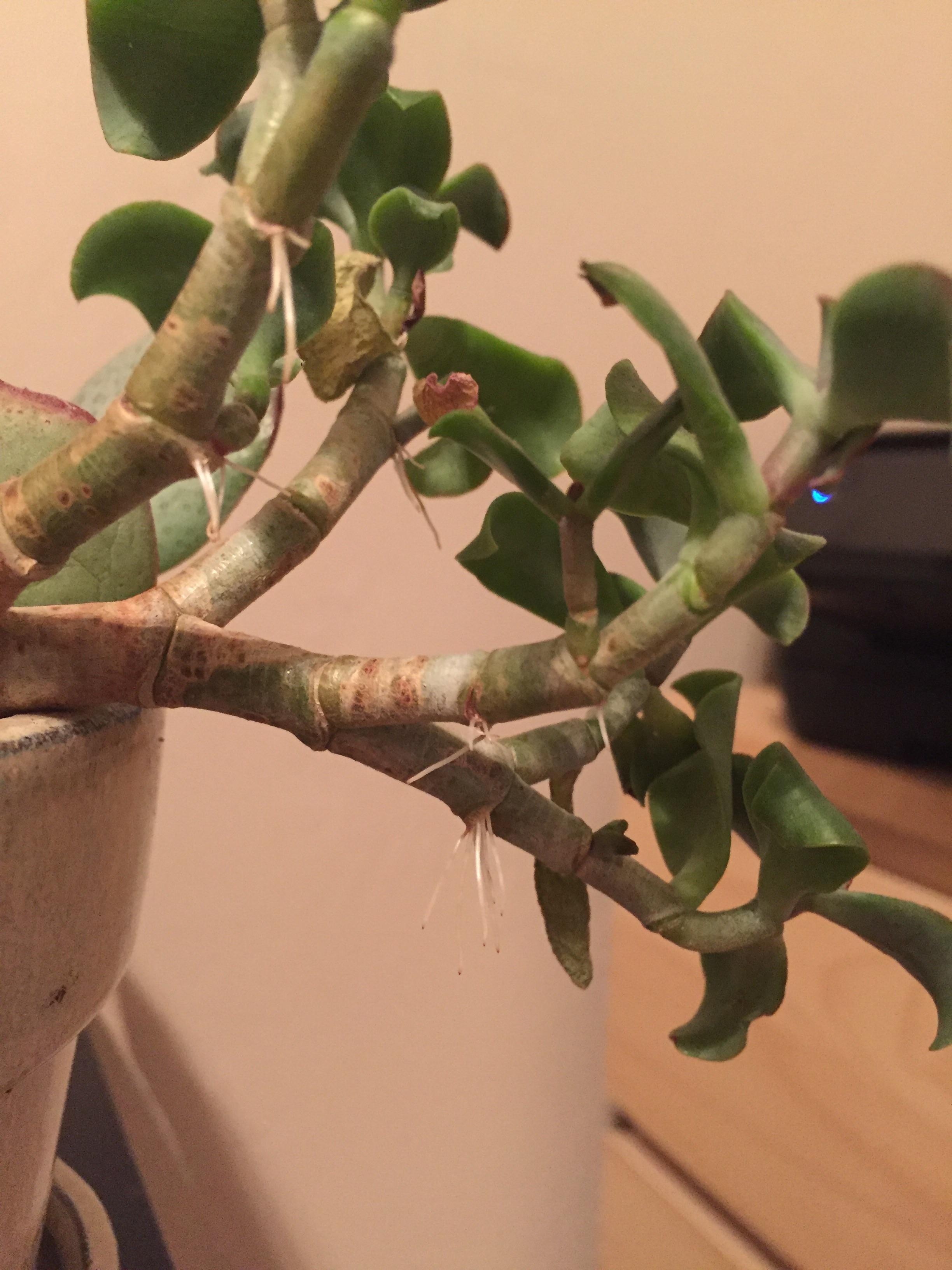 Anyone have experience propagating from these "Air roots" coming off