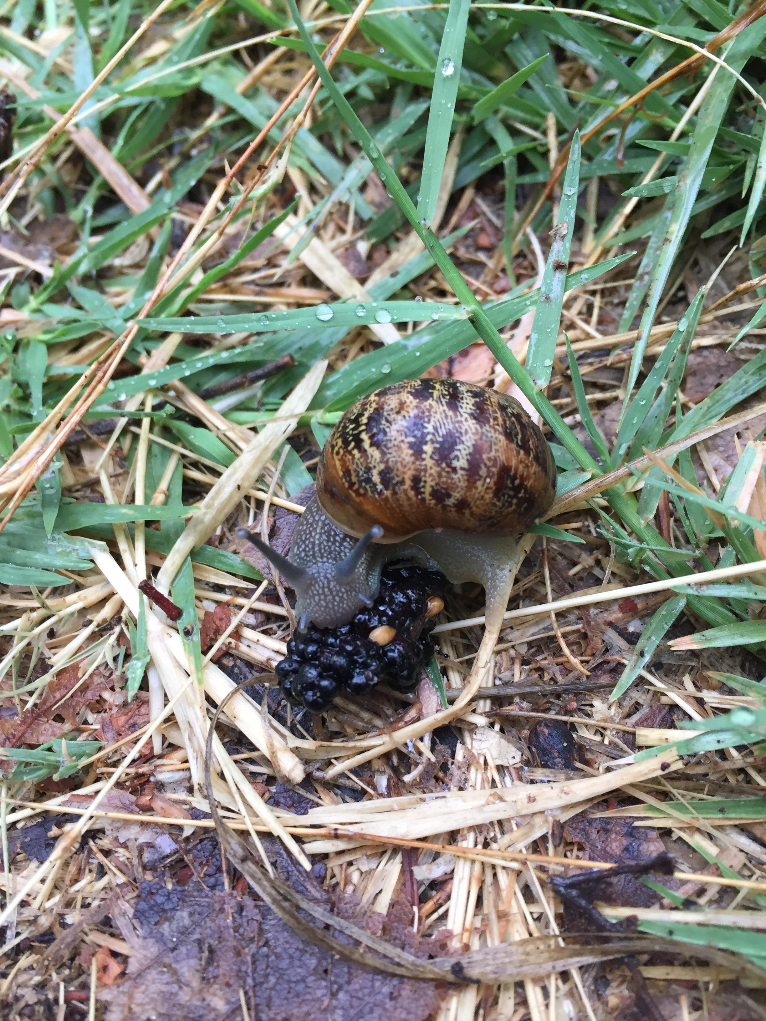 A land snail consumes food through a mouth structure called the radula