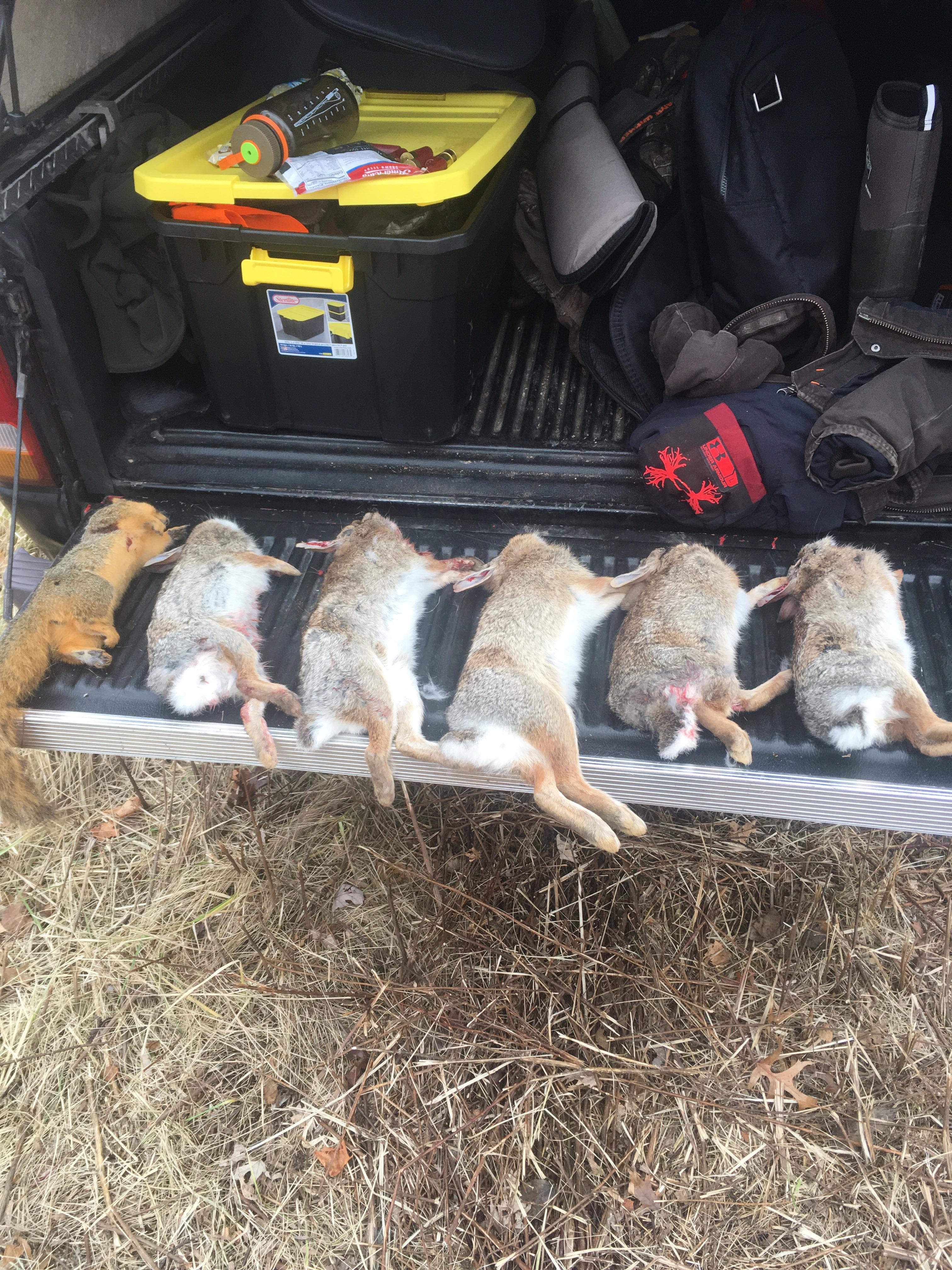 Nice rabbit hunt in southern Ohio without dogs. A beautiful fox