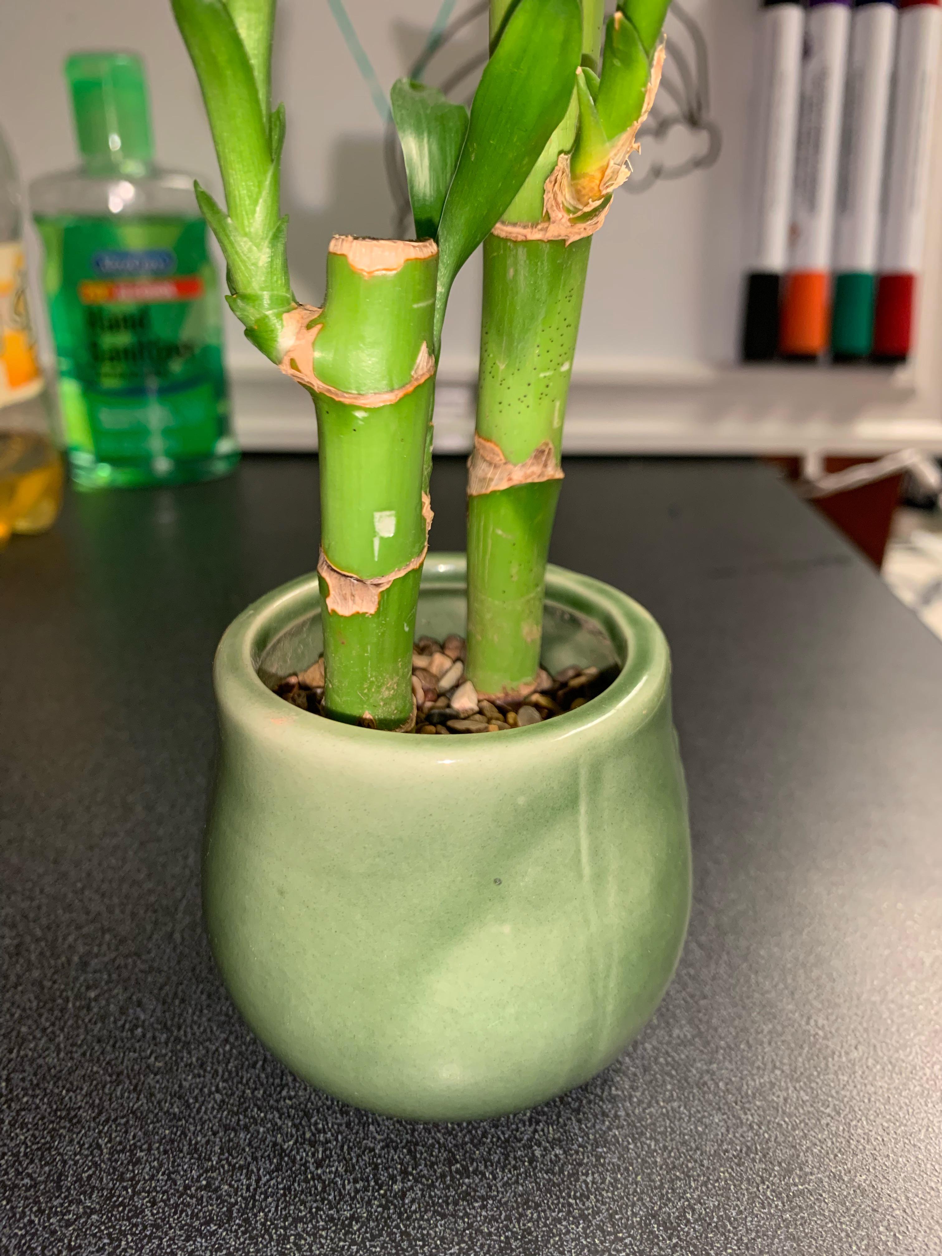 I am wondering if my bamboo plant is doing alright. A plant app says it