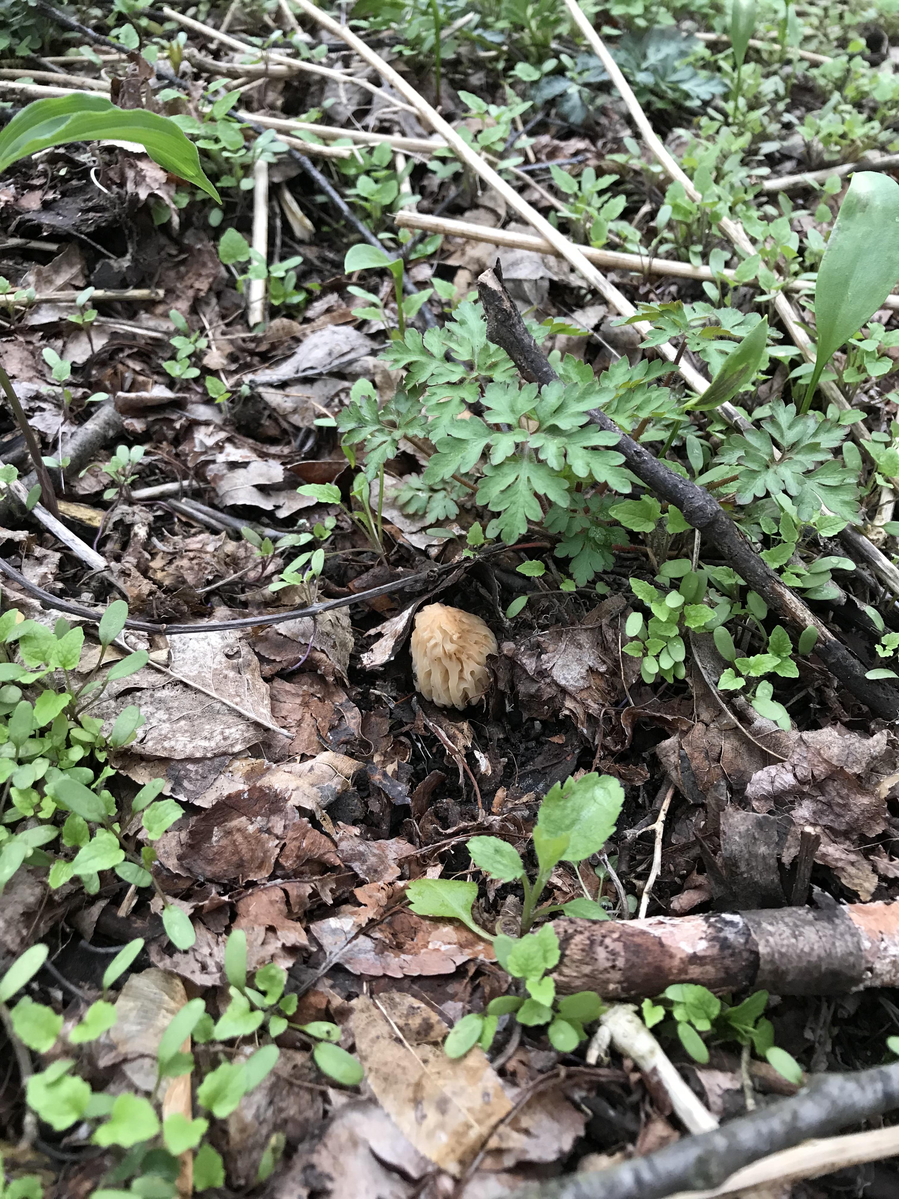 CNY morels juuuuust starting to poke up near Syracuse, NY. r/Morel