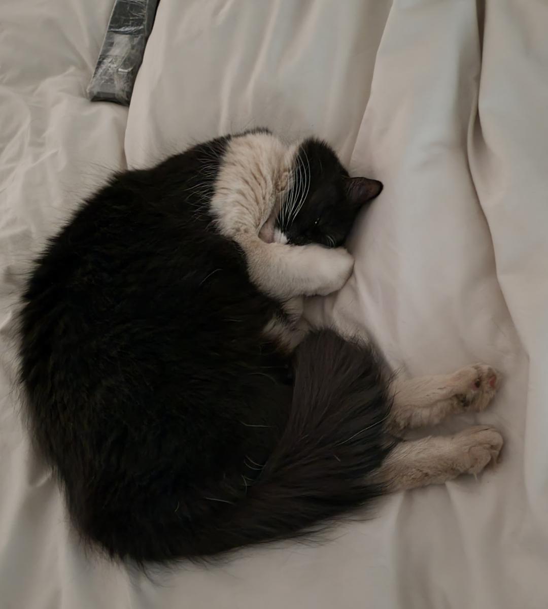 488 best Duvet images on Pholder Tuckedinkitties, Sewing and Brand