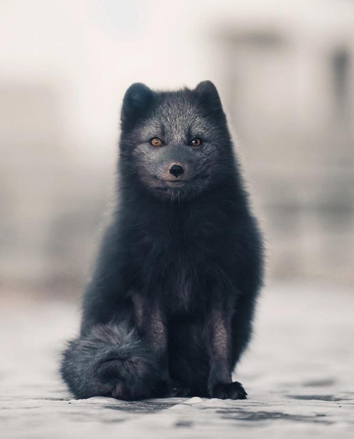 🔥 Blue Morph Arctic Fox 🔥 r/NatureIsFuckingLit
