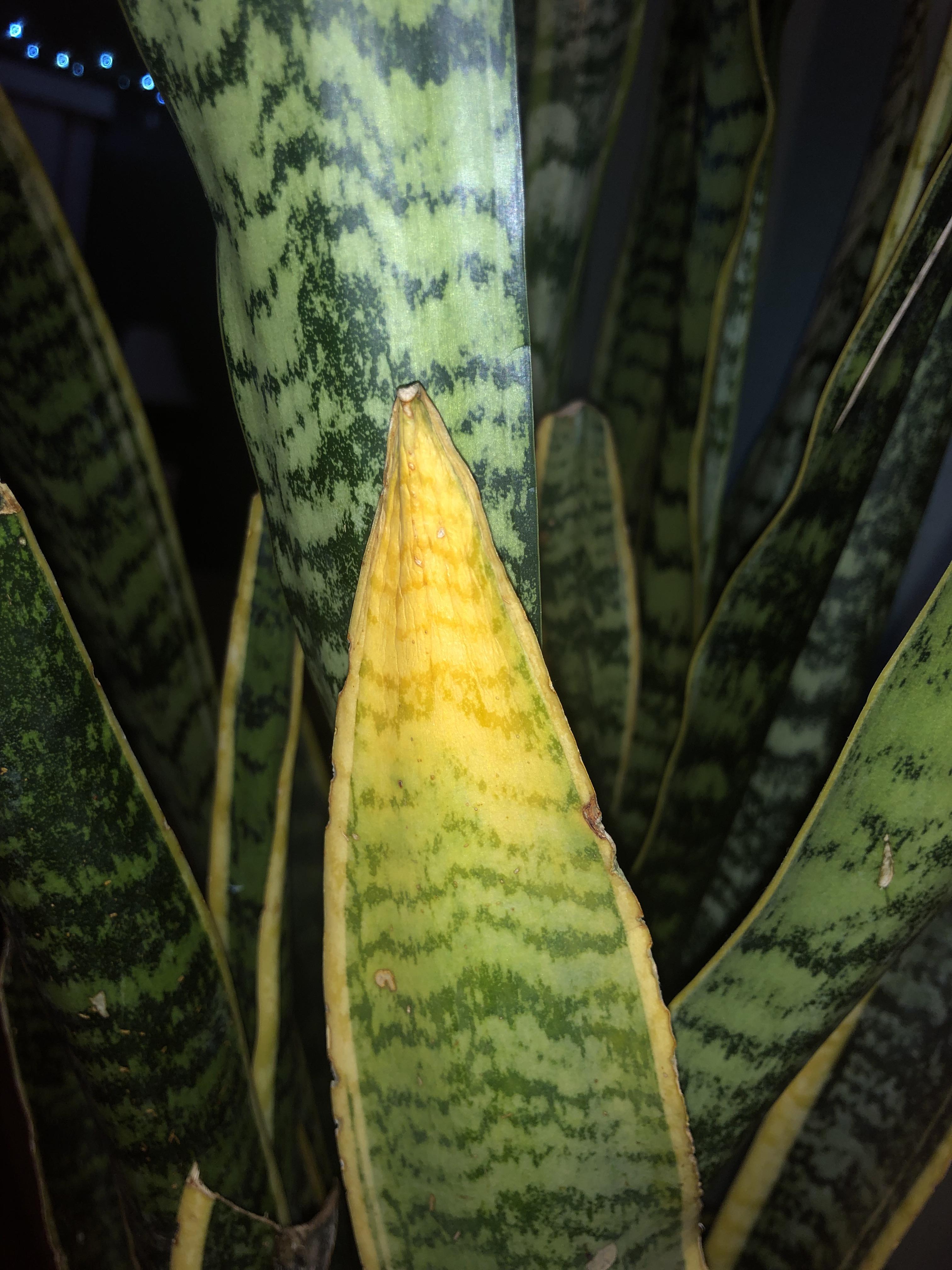Just noticed on my snake plant after also noticing new growth. I don’t