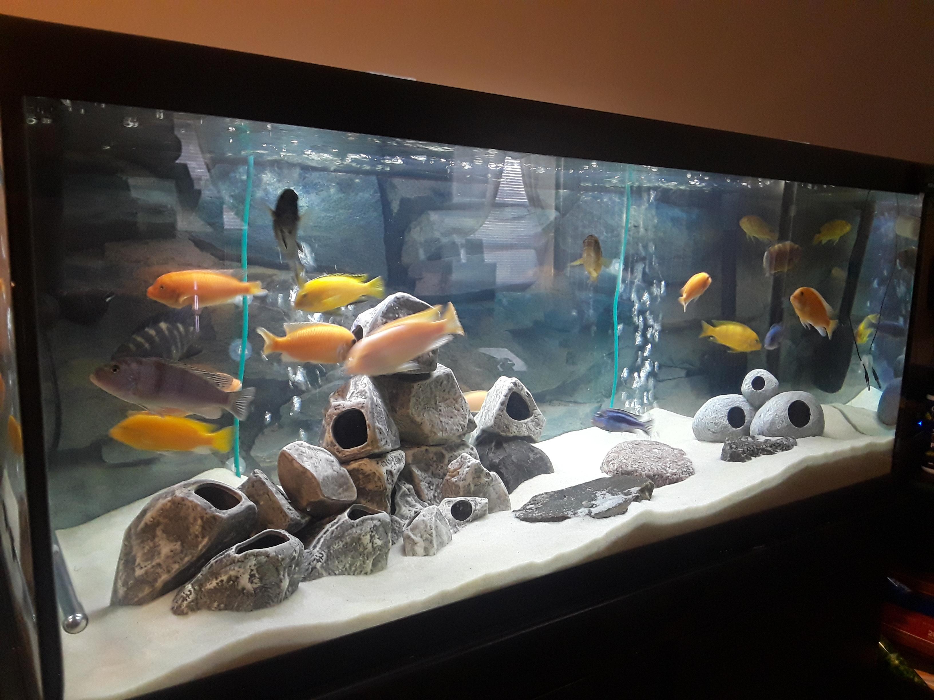 Ide Terbaru African Cichlids Fish Tanks Aquariums, Inspirasi Keramik